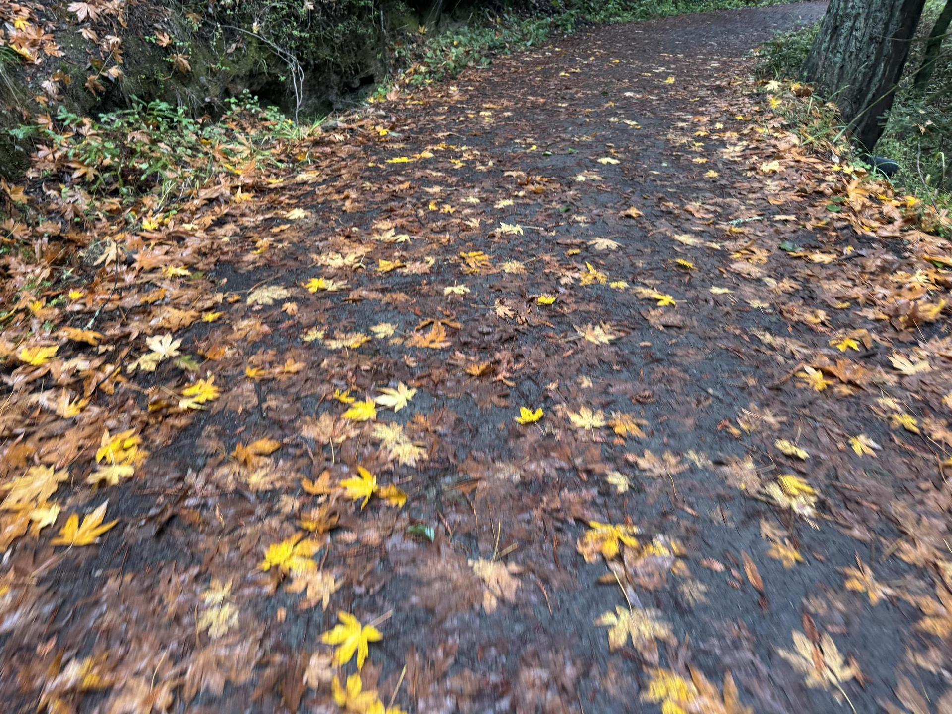 Muddy dirt path covered with yellow and brown autumn leaves.