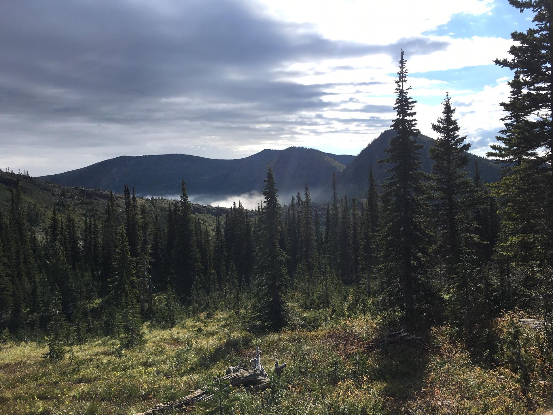 Dense forest and misty valley under an overcast sky with distant mountains.