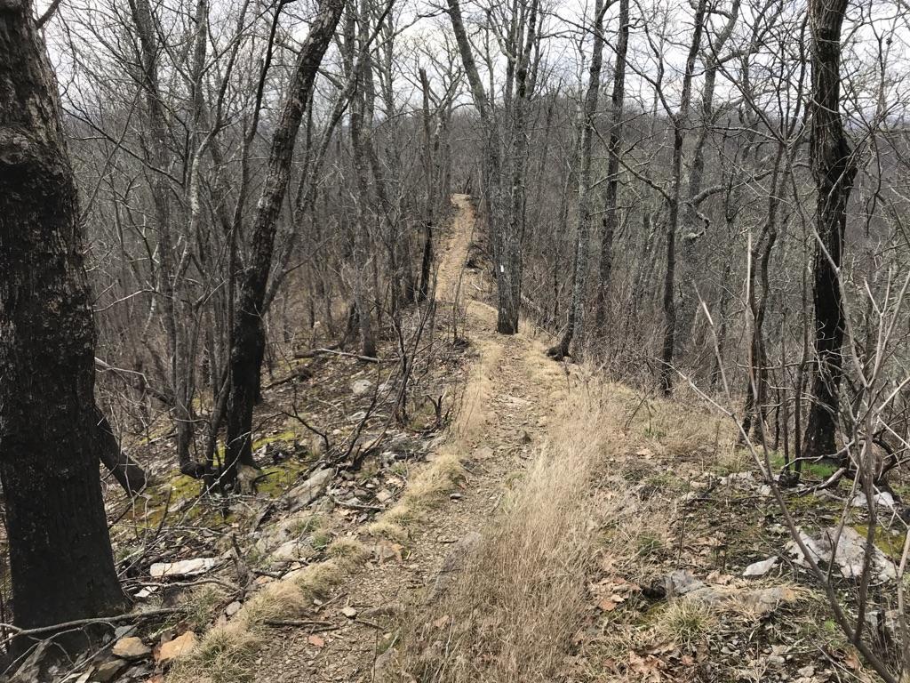 Narrow dirt trail through a bare winter forest under an overcast sky.