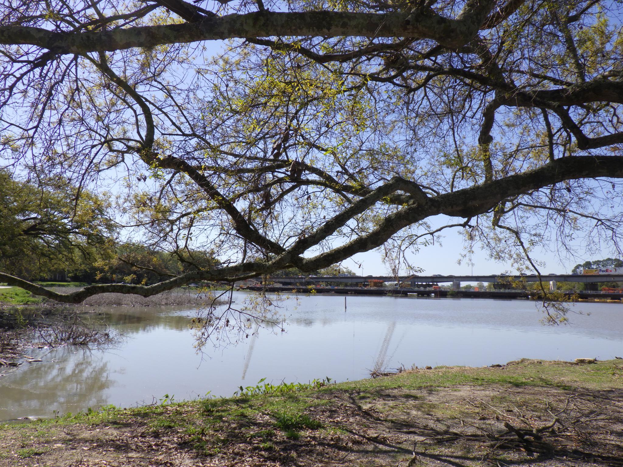 Overhanging tree branches frame a calm lake with a distant bridge under a bright sky.