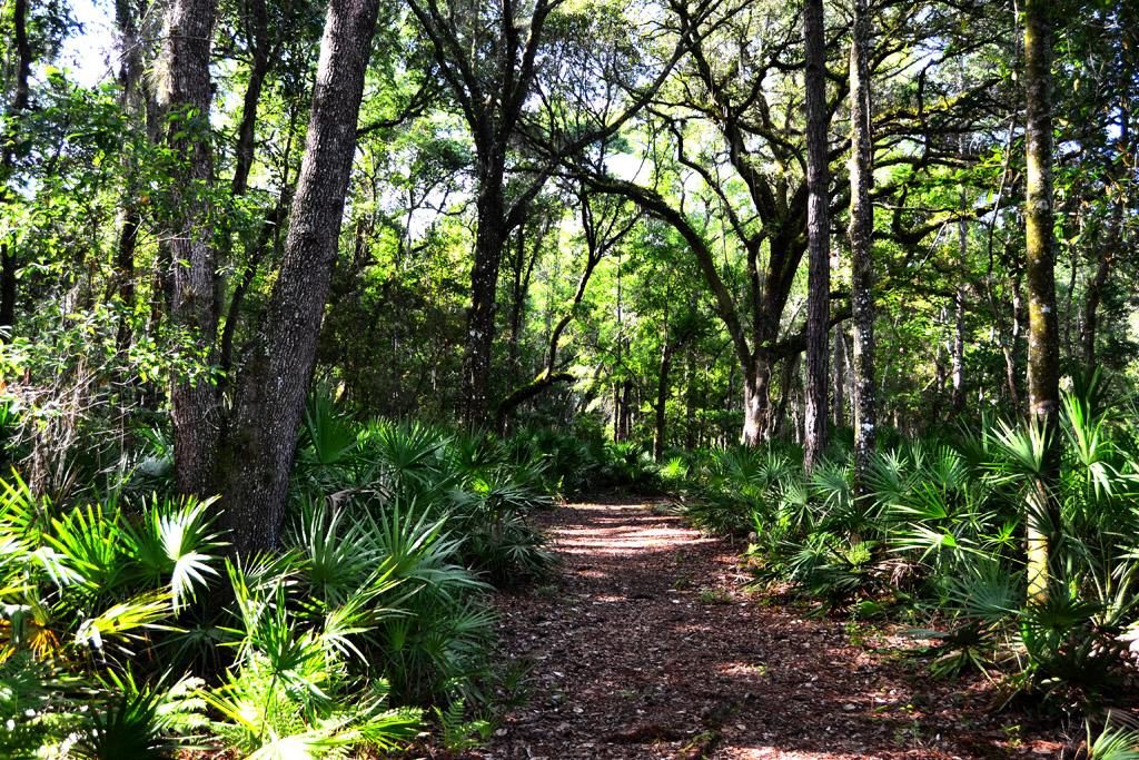A sun-dappled forest path winds through tall trees and green undergrowth.