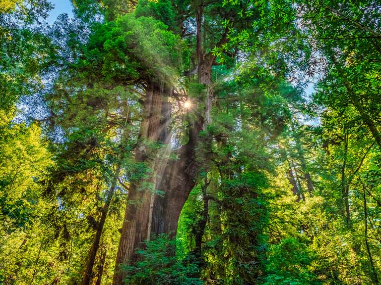 Cathedral Redwoods loop via River Trail — Henry Cowell State Park ...