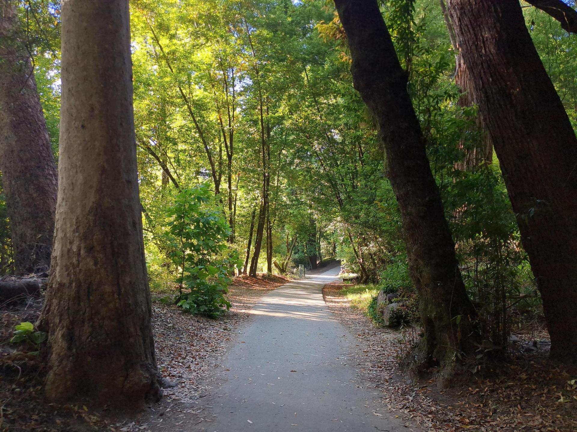 Sunlit dirt path winding through a dense forest with tall trees.
