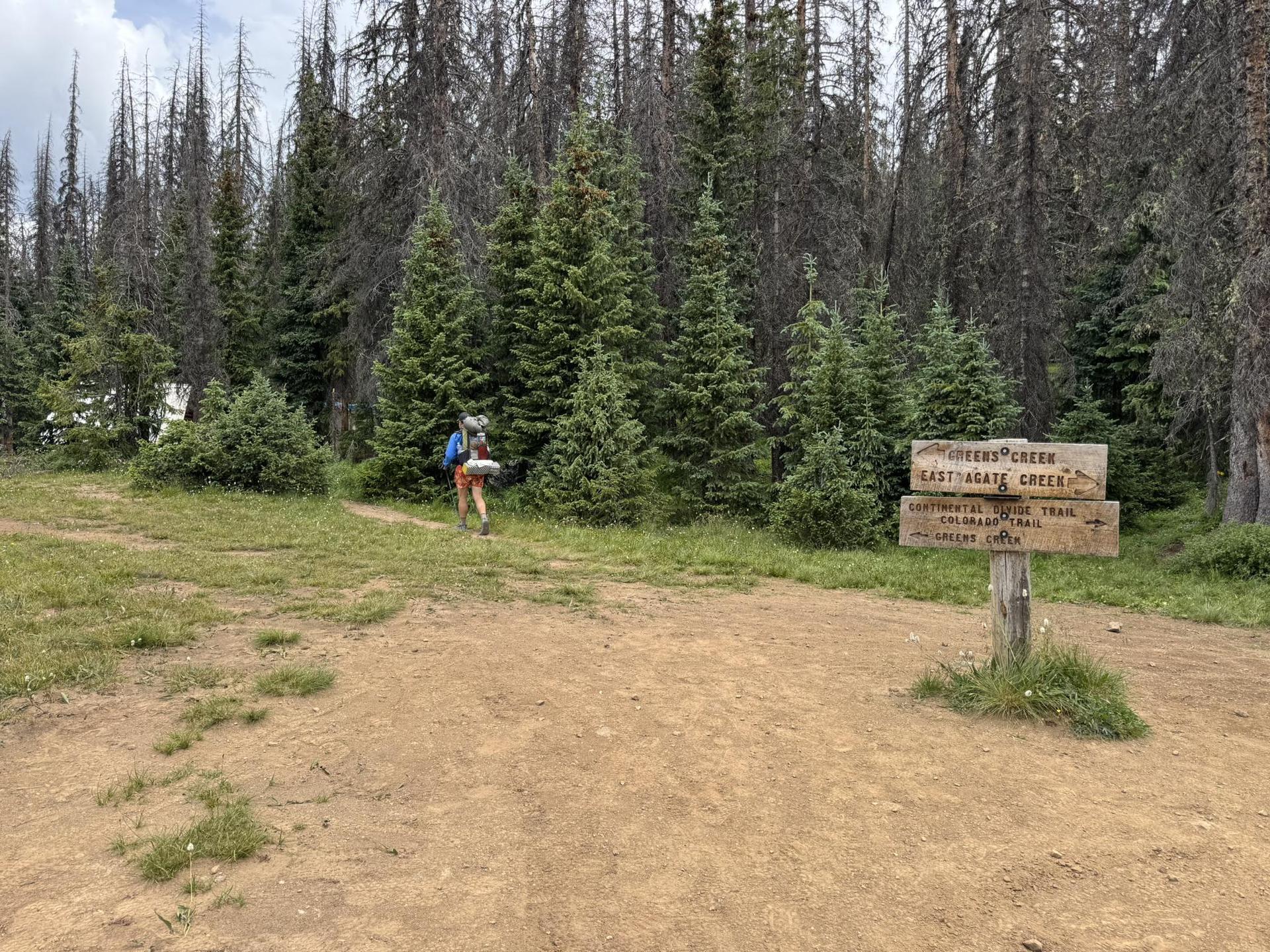 Hiker with backpack walking into a dense pine forest on an overcast day.