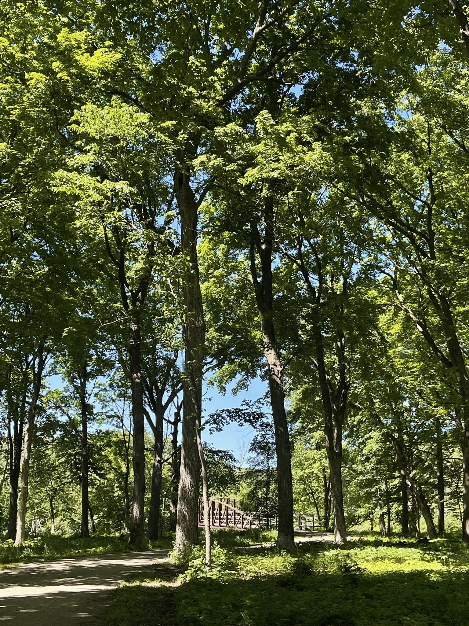 Sunny forest path with tall green trees and a distant bridge.