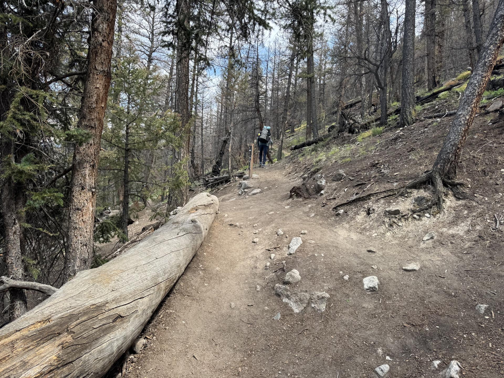 Person hiking uphill on a dirt trail through a forest with many dead trees.