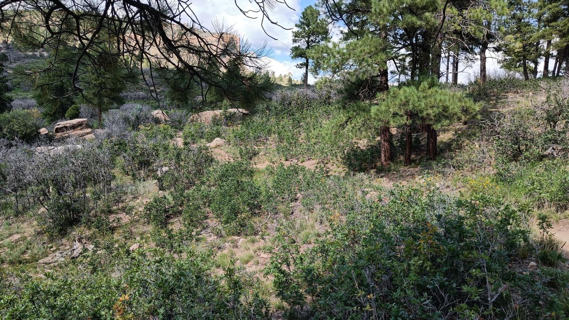 Dense green shrubs and pine trees on a sunny, sloping hillside.
