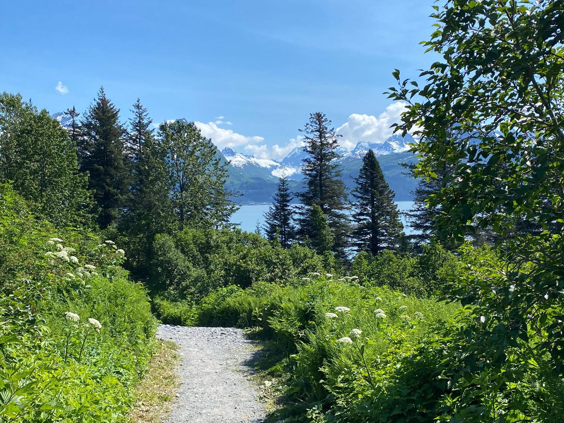 Gravel path winding through dense green forest towards distant water and snowy mountains.
