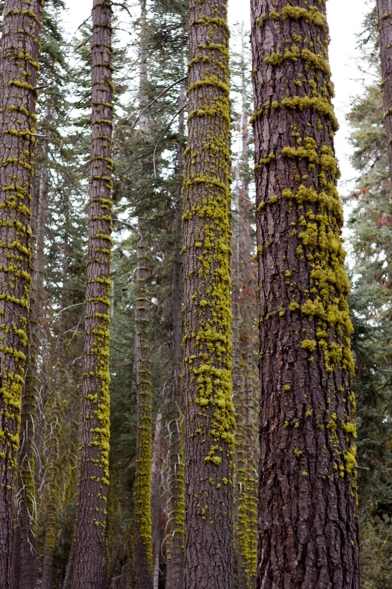 Tall tree trunks covered in vibrant green moss in a dense forest.