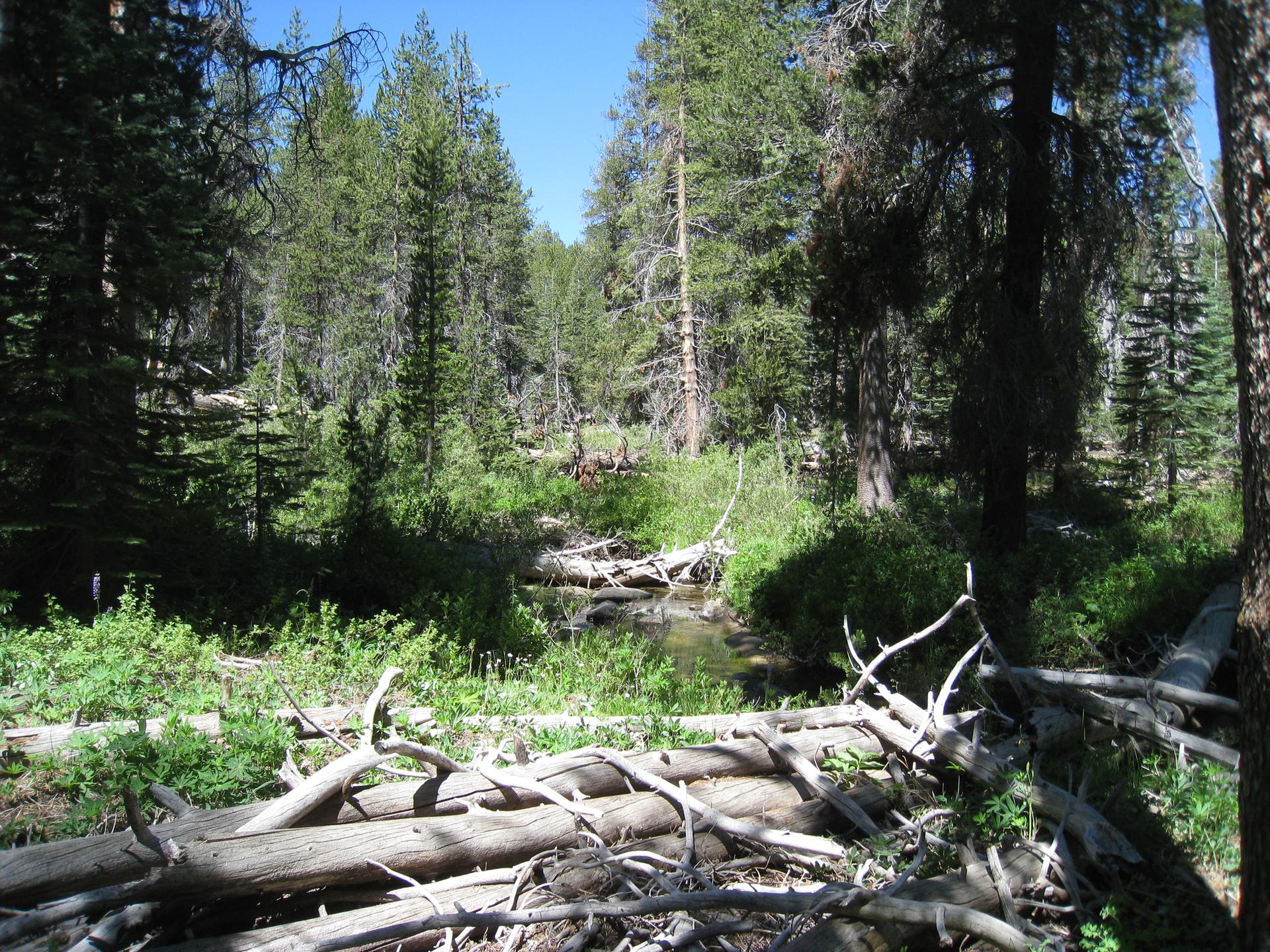 Sunny forest scene with a small stream and many fallen logs.