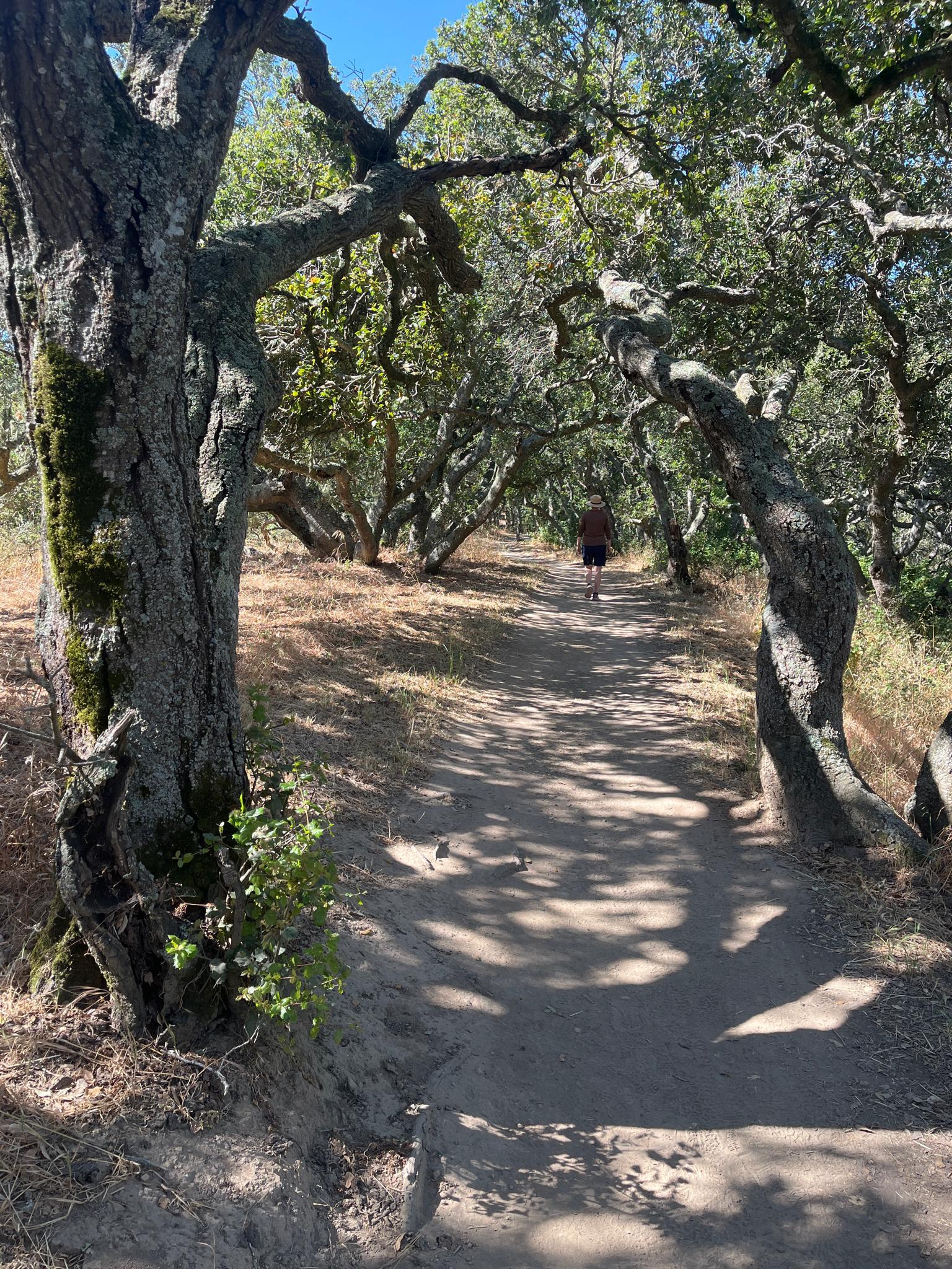 Person walks on a sunny, dappled dirt path through gnarled trees.