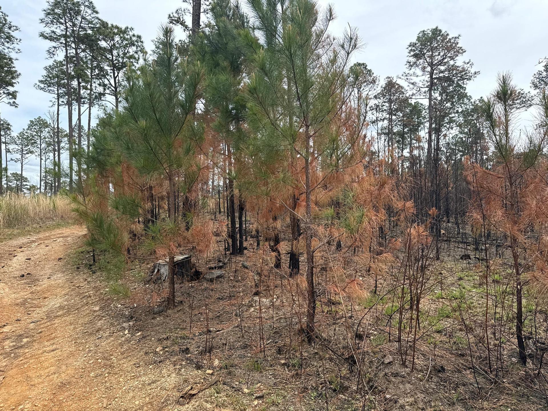 Dirt path next to a forest with green and fire-damaged trees under an overcast sky.