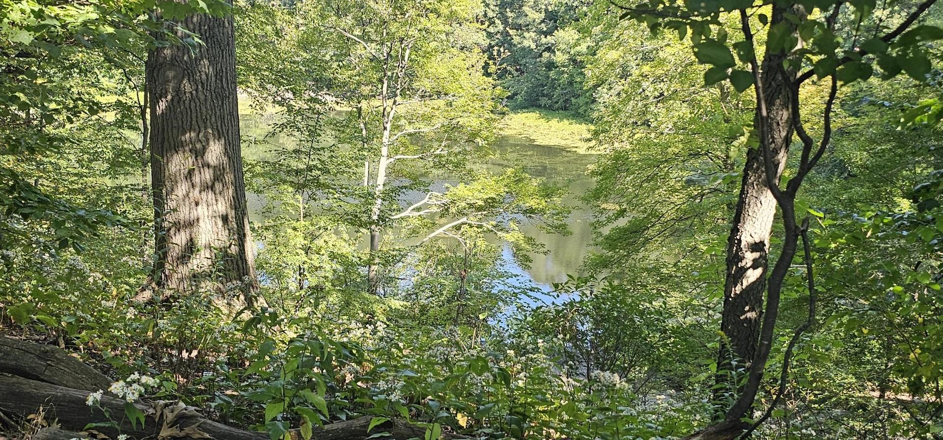Sunny view of a pond through dense green forest foliage and trees.