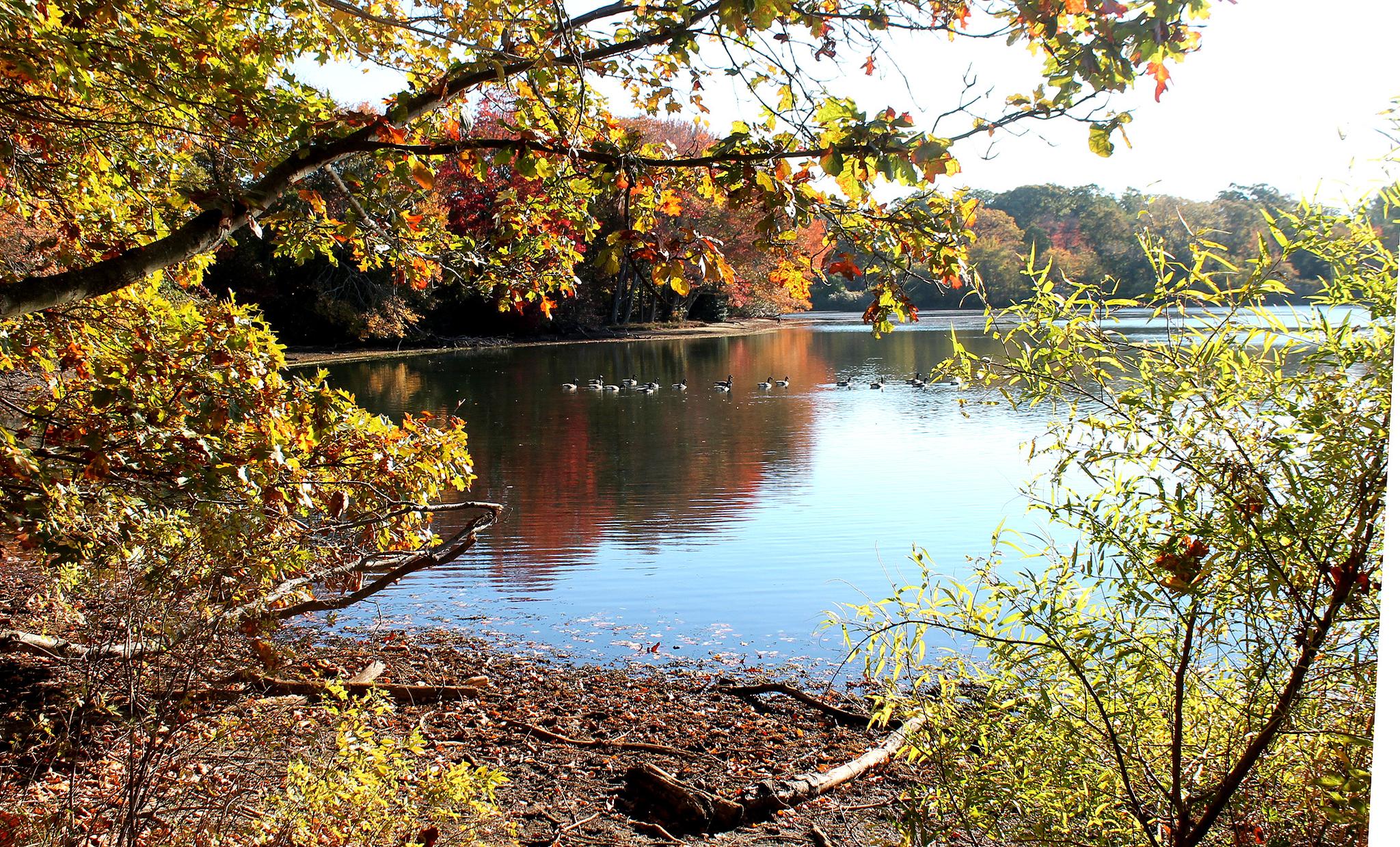 Sunny autumn lake with vibrant trees and ducks on the water.