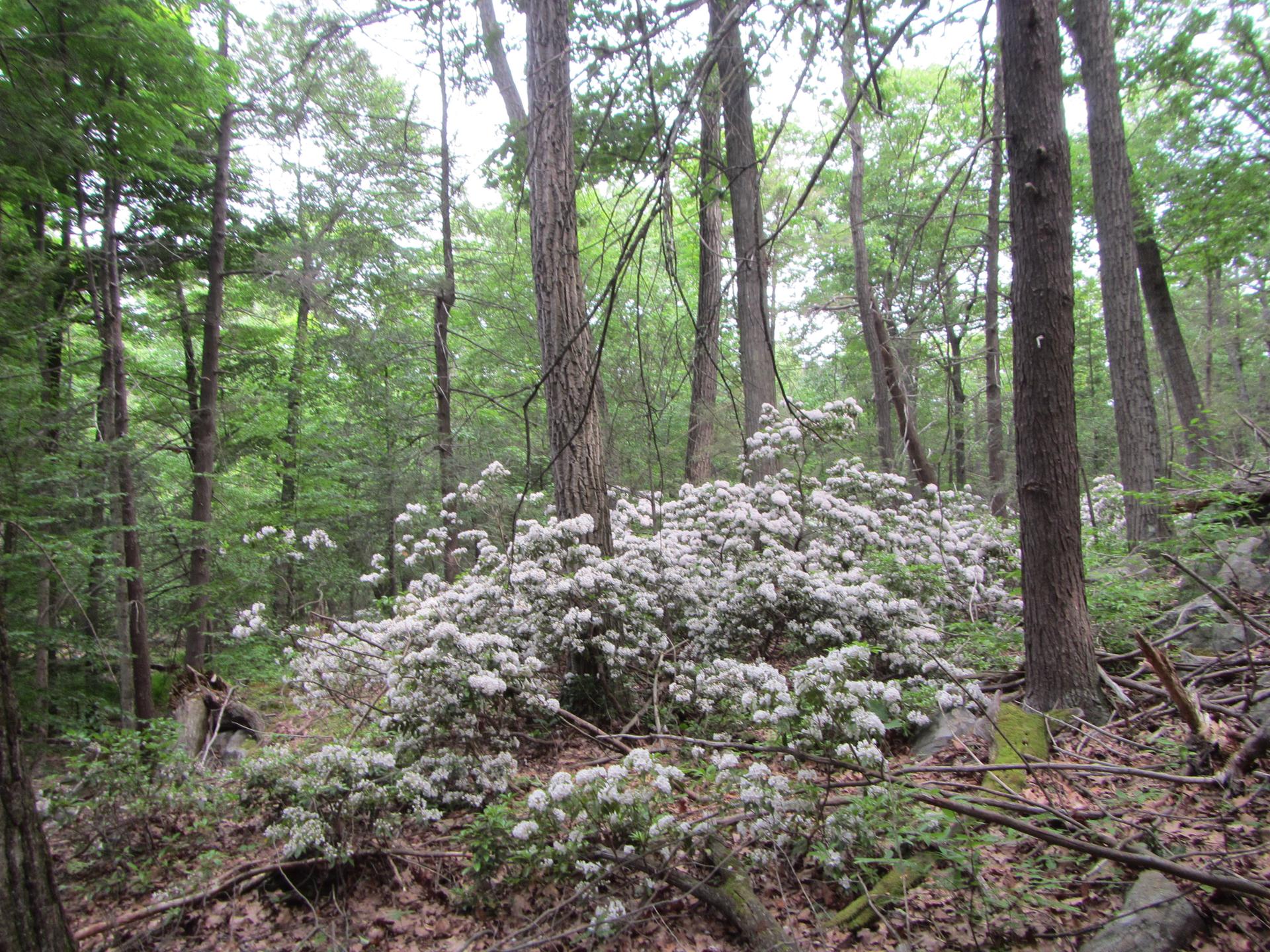 Dense white flowering bush in a green forest with tall trees under soft light.