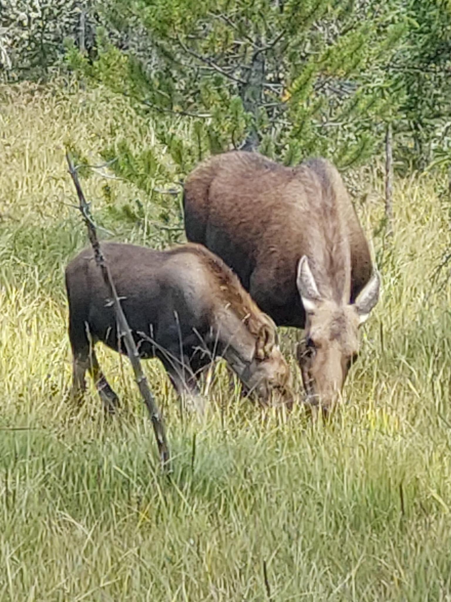 Two moose, an adult and a calf, grazing in tall green grass.