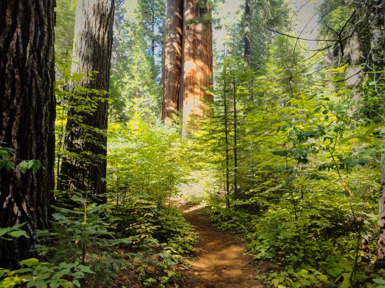 Big Trees Loop — Calaveras Big Trees State Park | mountain bike ride ...
