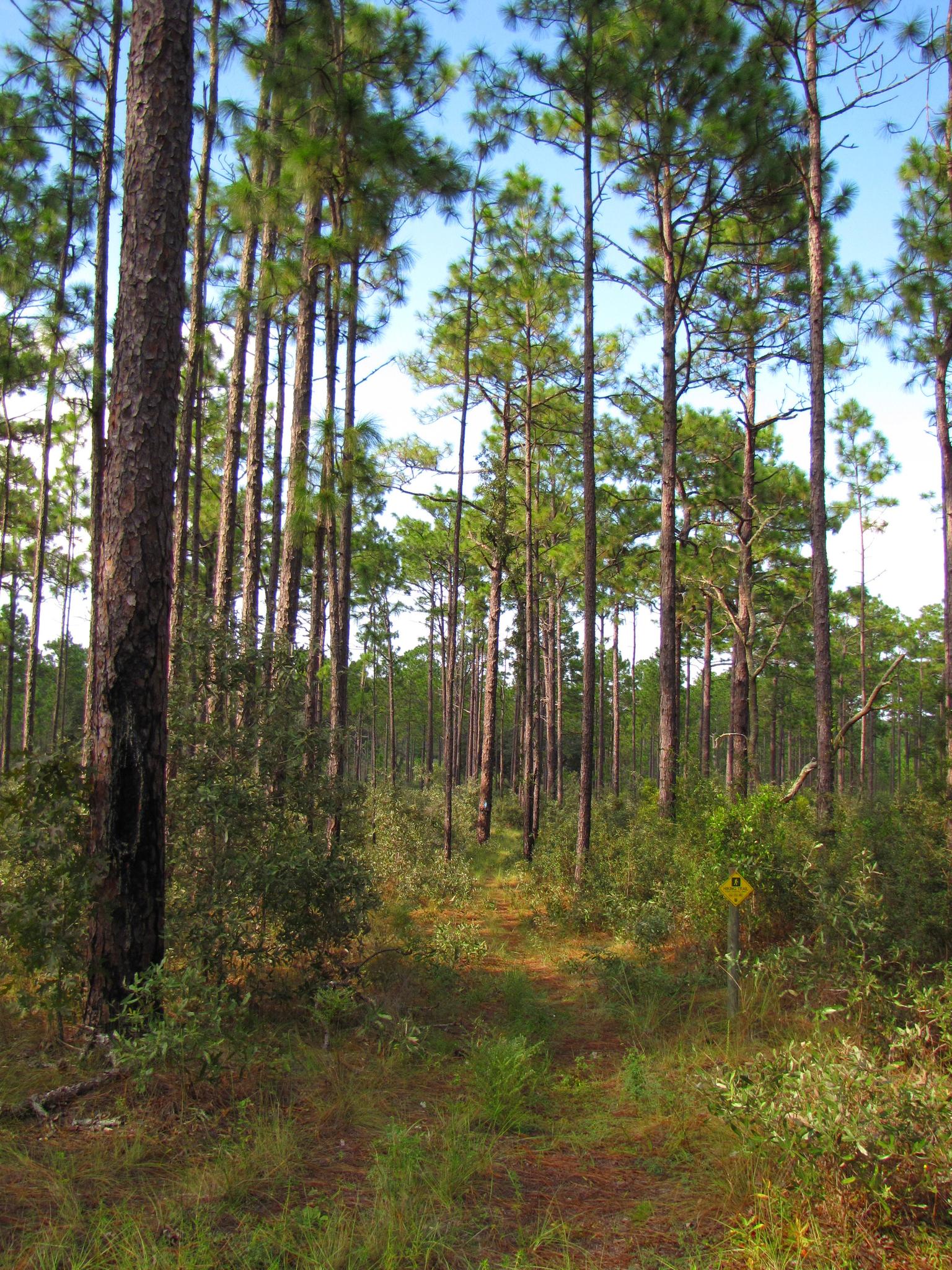 Tall pine trees line an overgrown forest path under a bright blue sky.