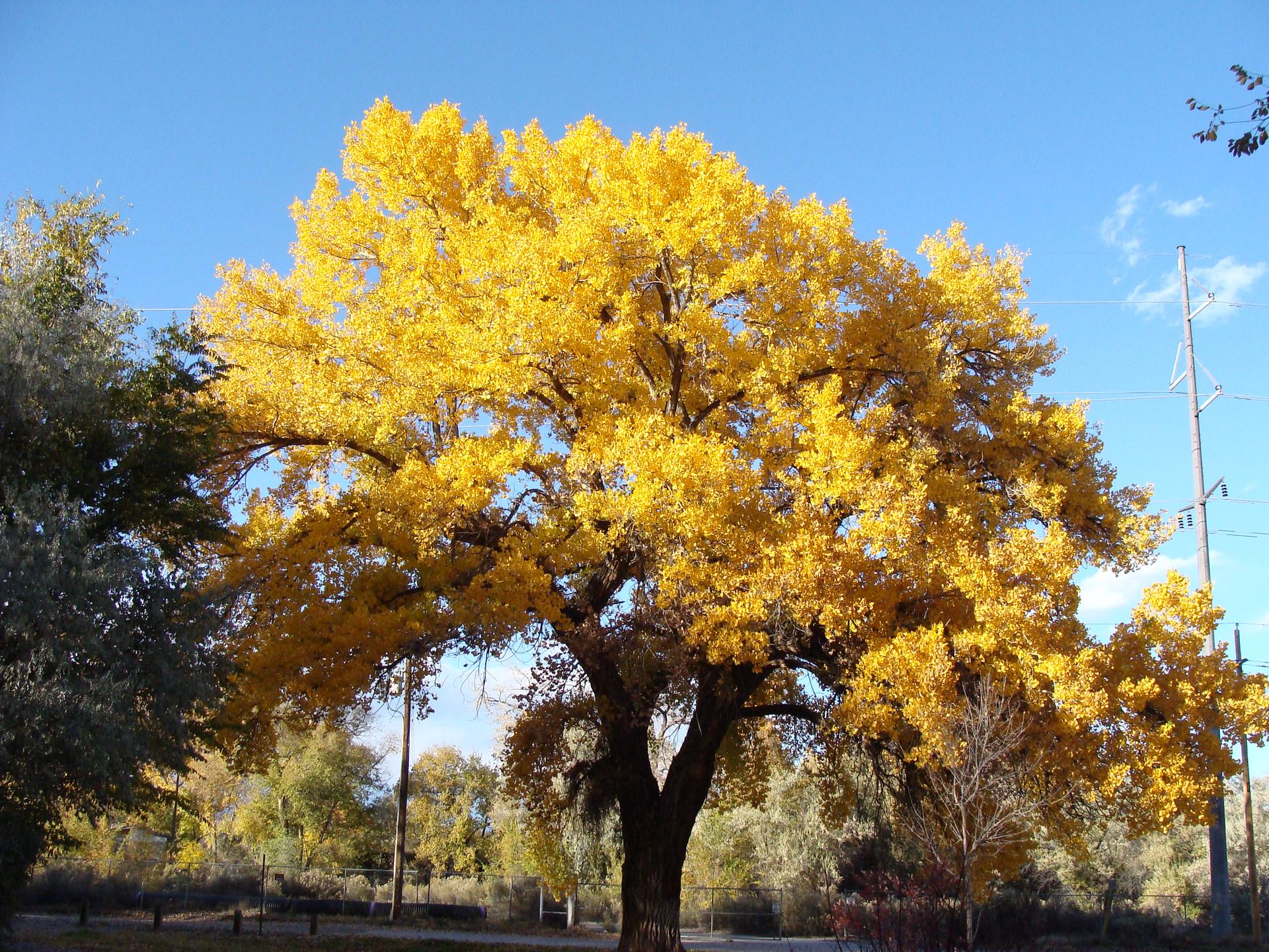 A large tree with vibrant yellow autumn leaves under a clear blue sky.