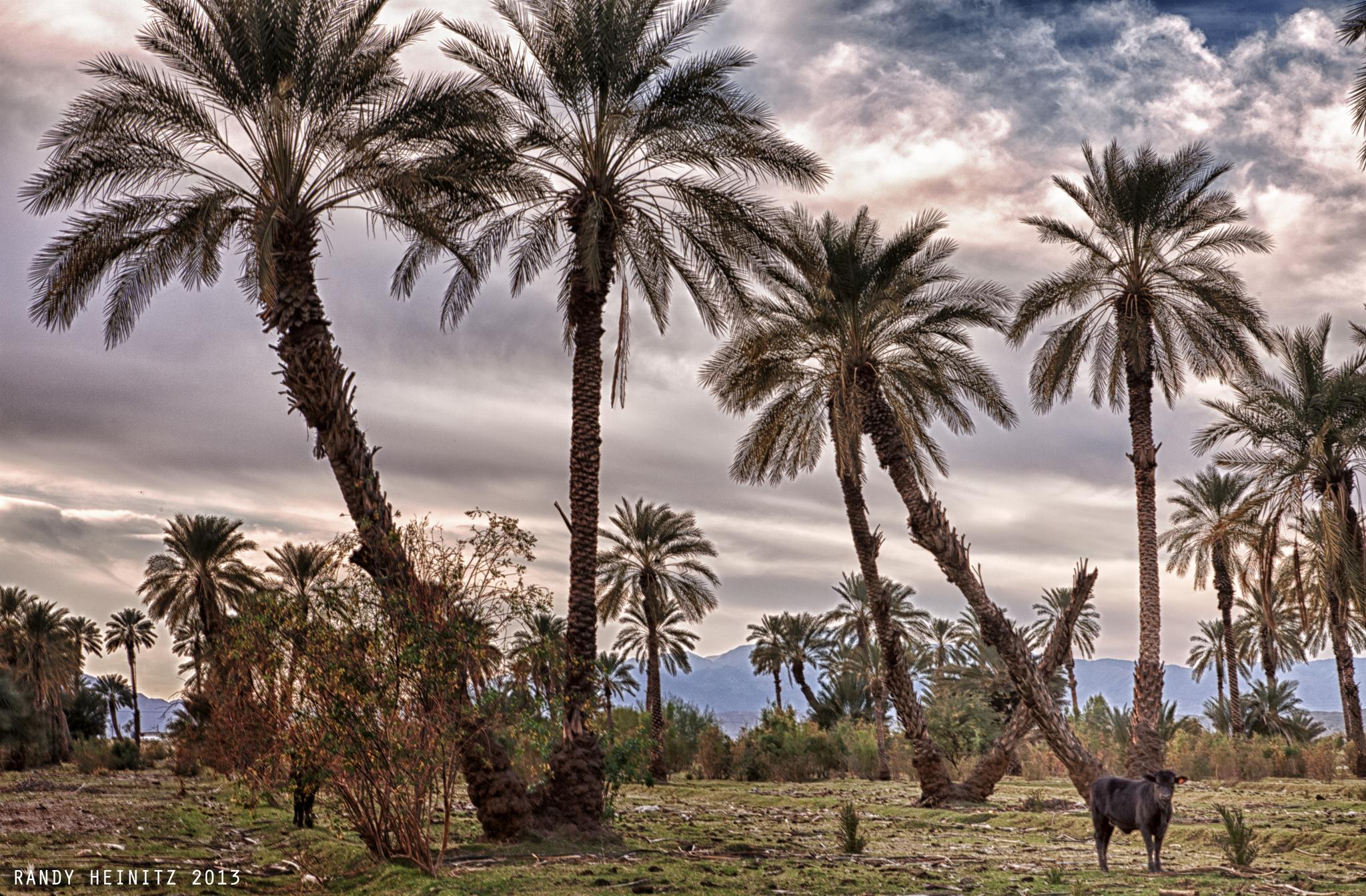 Tall palm trees and a cow under a dramatic, cloudy sky.