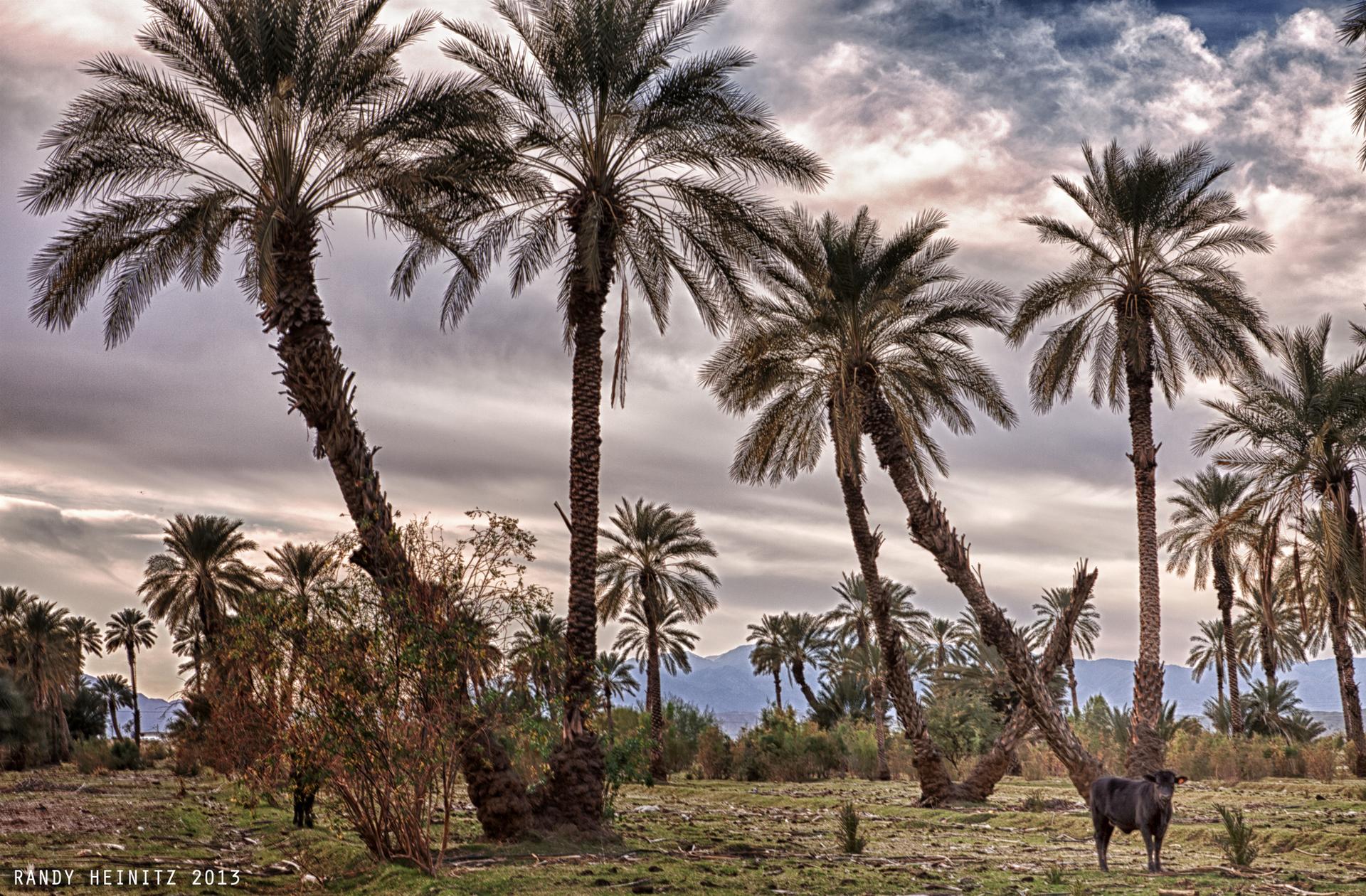 Tall palm trees and a cow under a dramatic, cloudy sky.