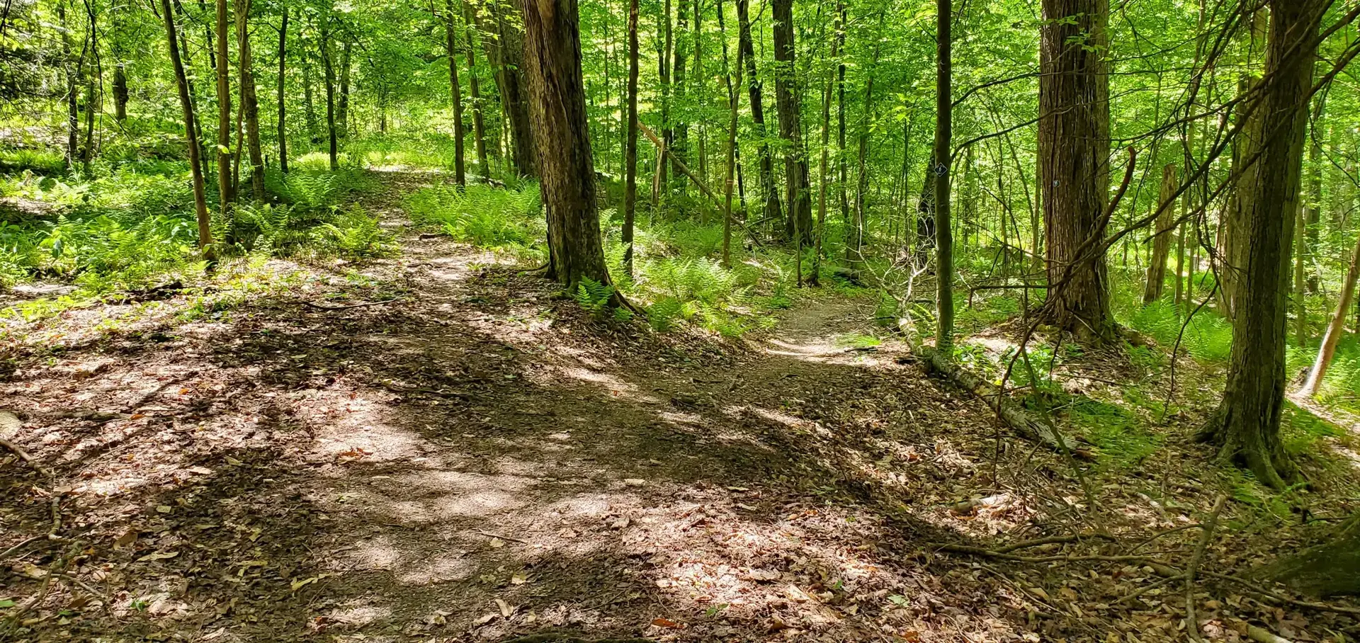 A fork in a sun-dappled dirt trail surrounded by green forest trees.