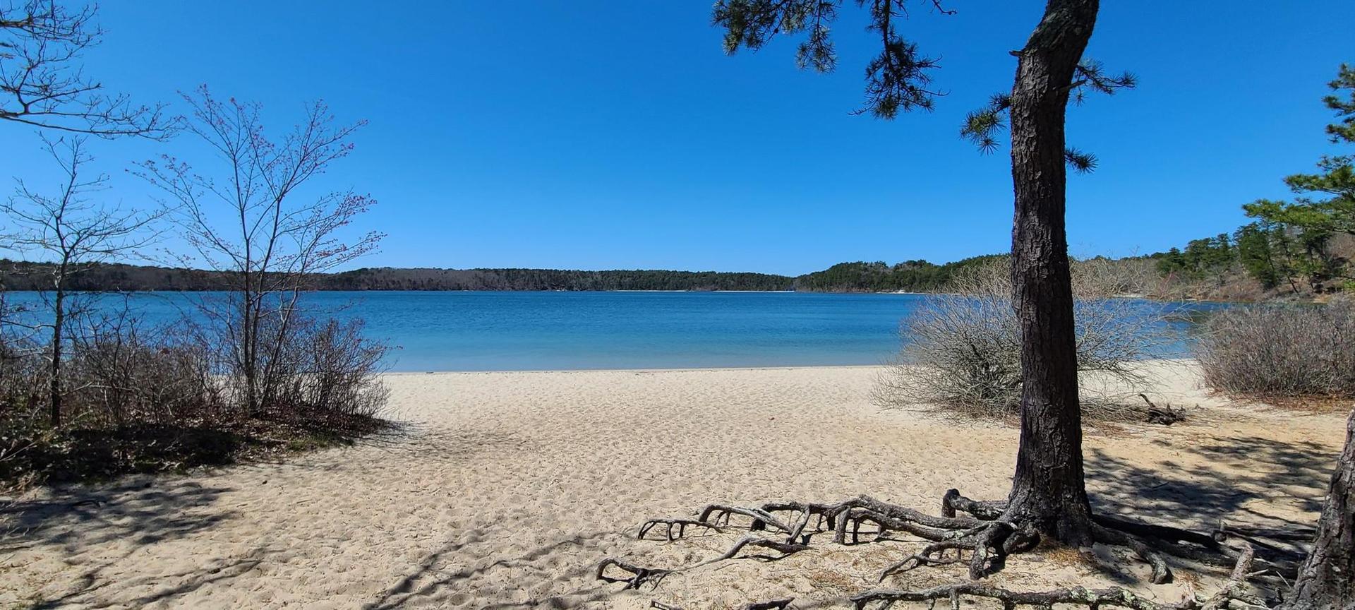 Sunny sandy beach by a calm lake with trees and exposed roots.