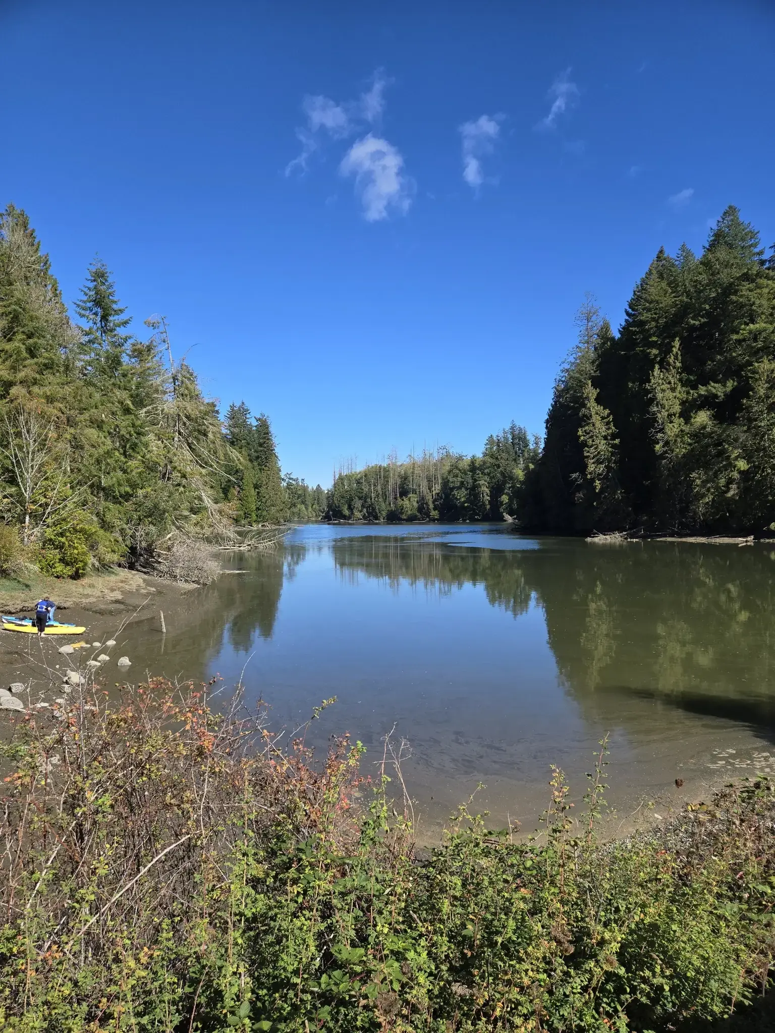 Calm river winding through dense green forest under a clear blue sky.