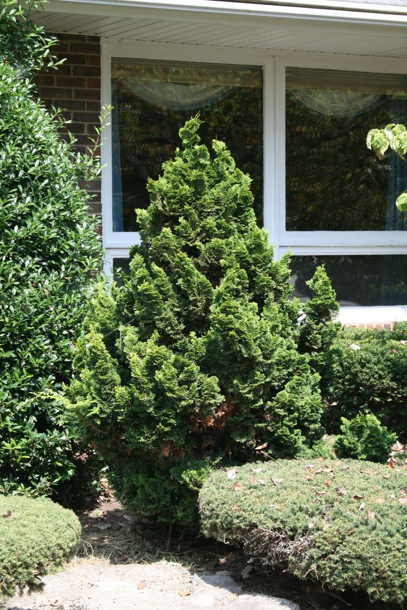 A tall, conical evergreen shrub in a garden bed near a house window. - Brighton East Rail Trail – Walnut Grove Lane loop from Tuscany