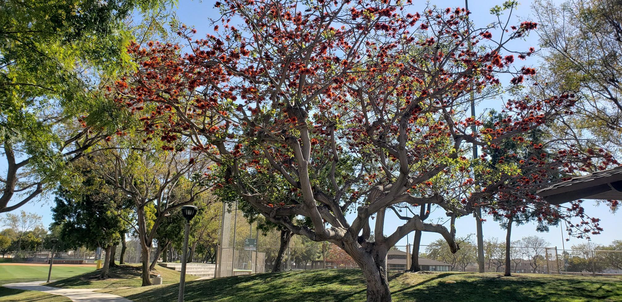 A large tree with vibrant red flowers in a sunny park setting.