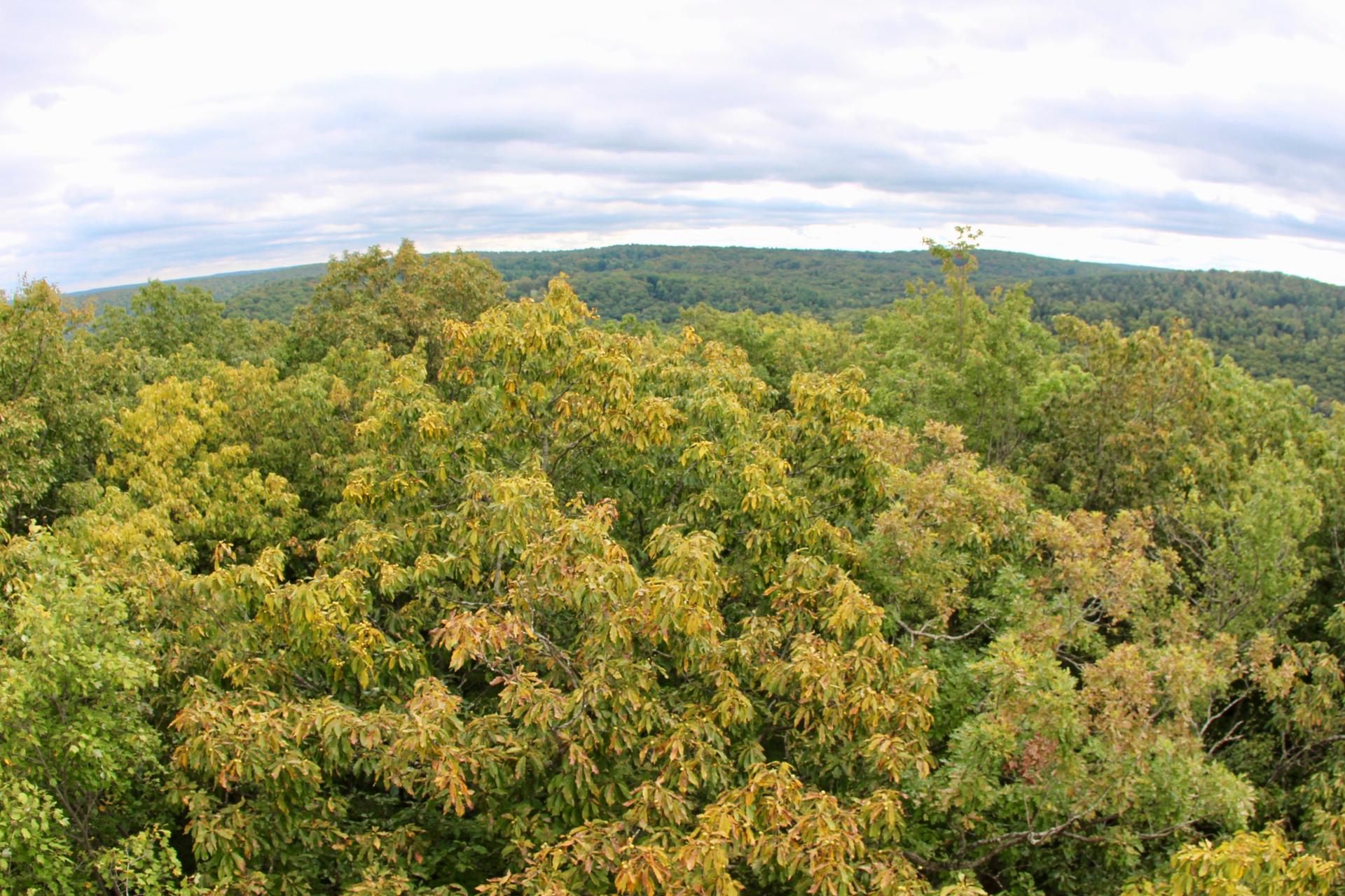 Panoramic view of a dense green forest canopy under a cloudy sky.