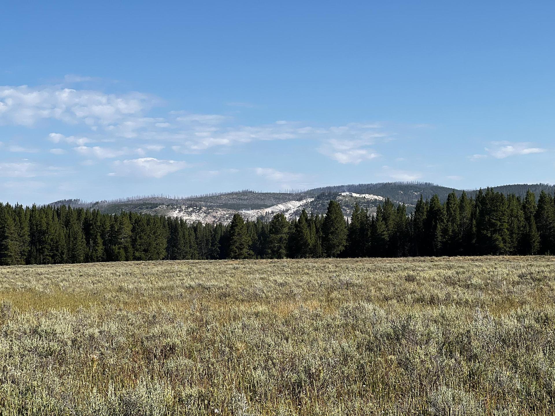 Expansive grassy field leading to a dense evergreen forest under a clear sky.