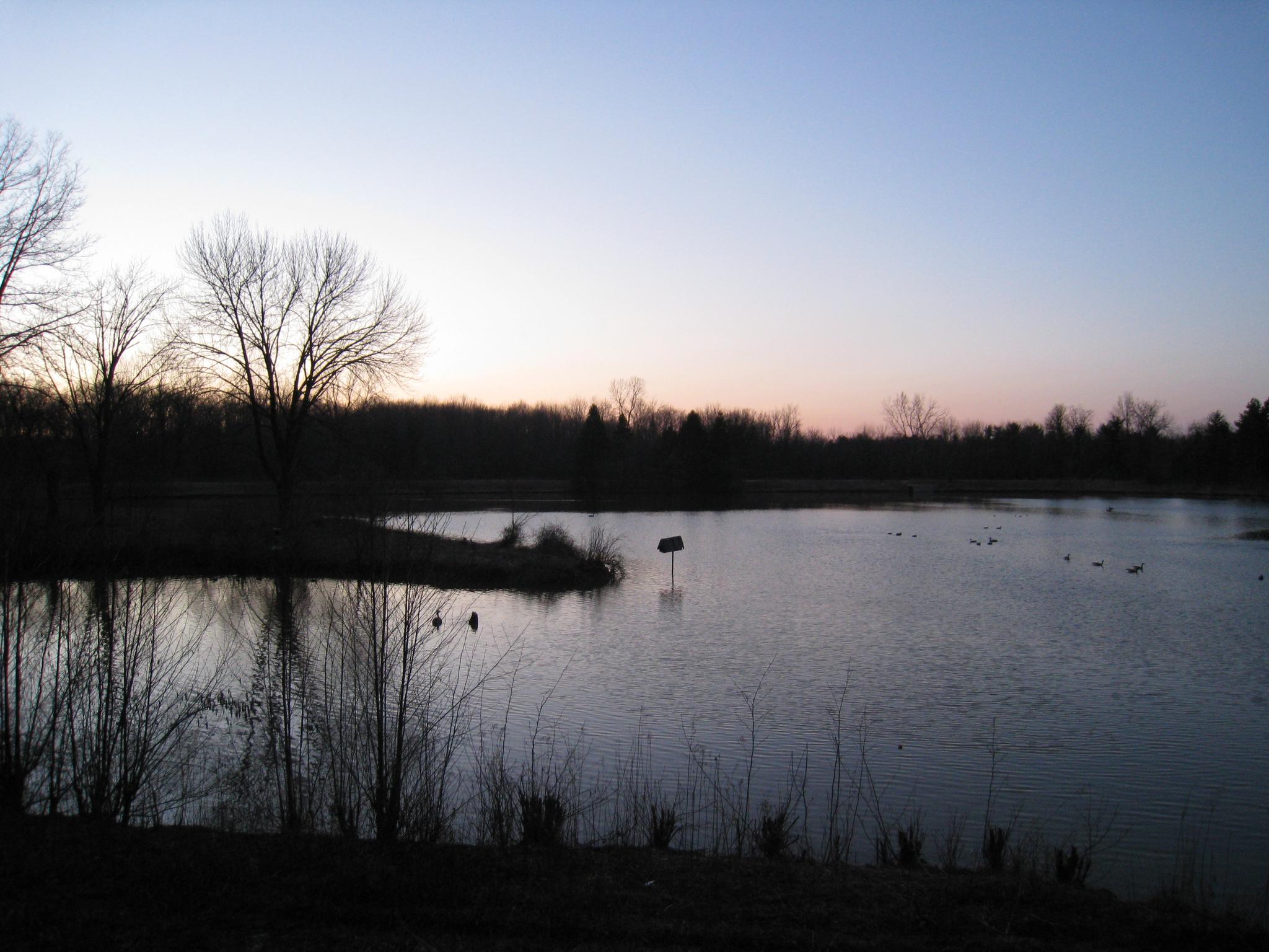 Twilight over a calm lake, with silhouetted trees and ducks on the water.