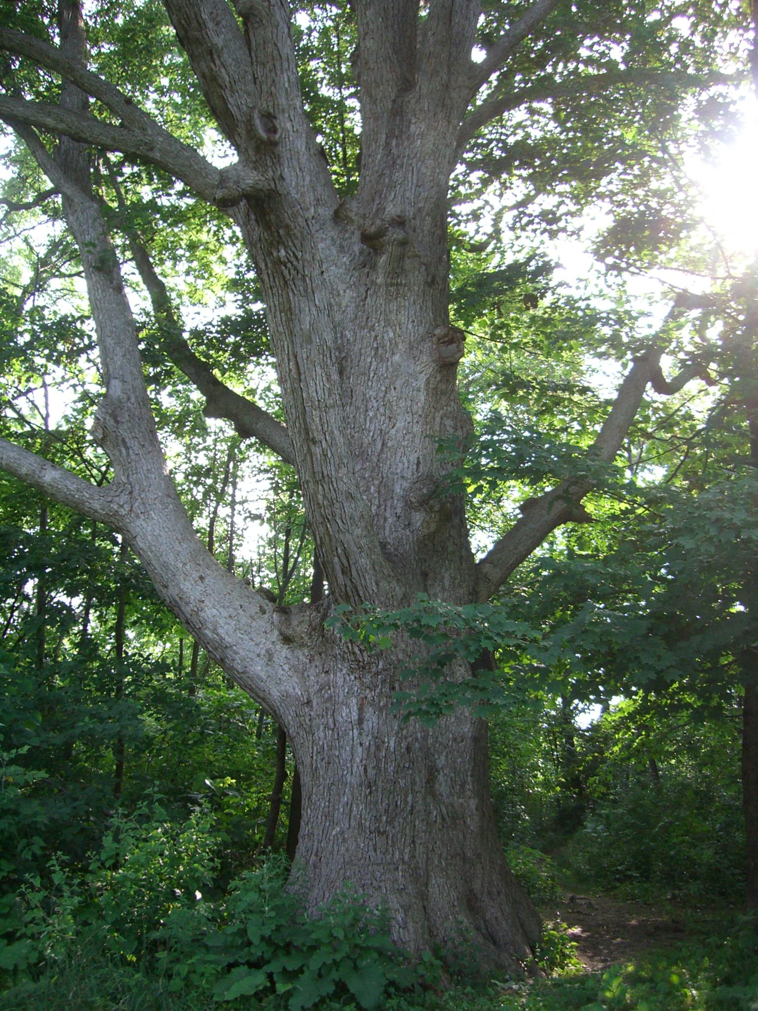 Massive tree trunk with spreading branches in a sunlit, dense forest.