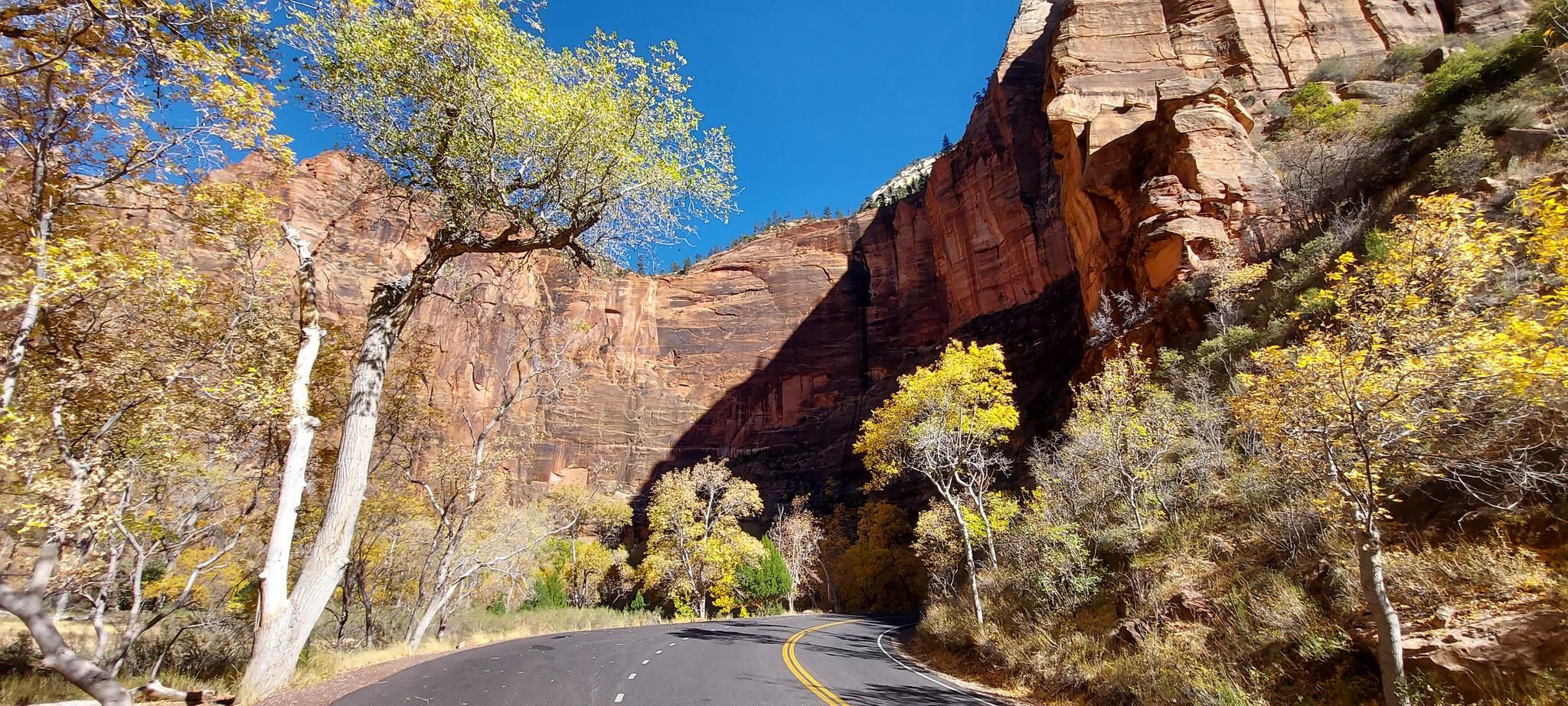 Road winding through a canyon with towering red cliffs and bright autumn trees. - Temple of Sinawava loop