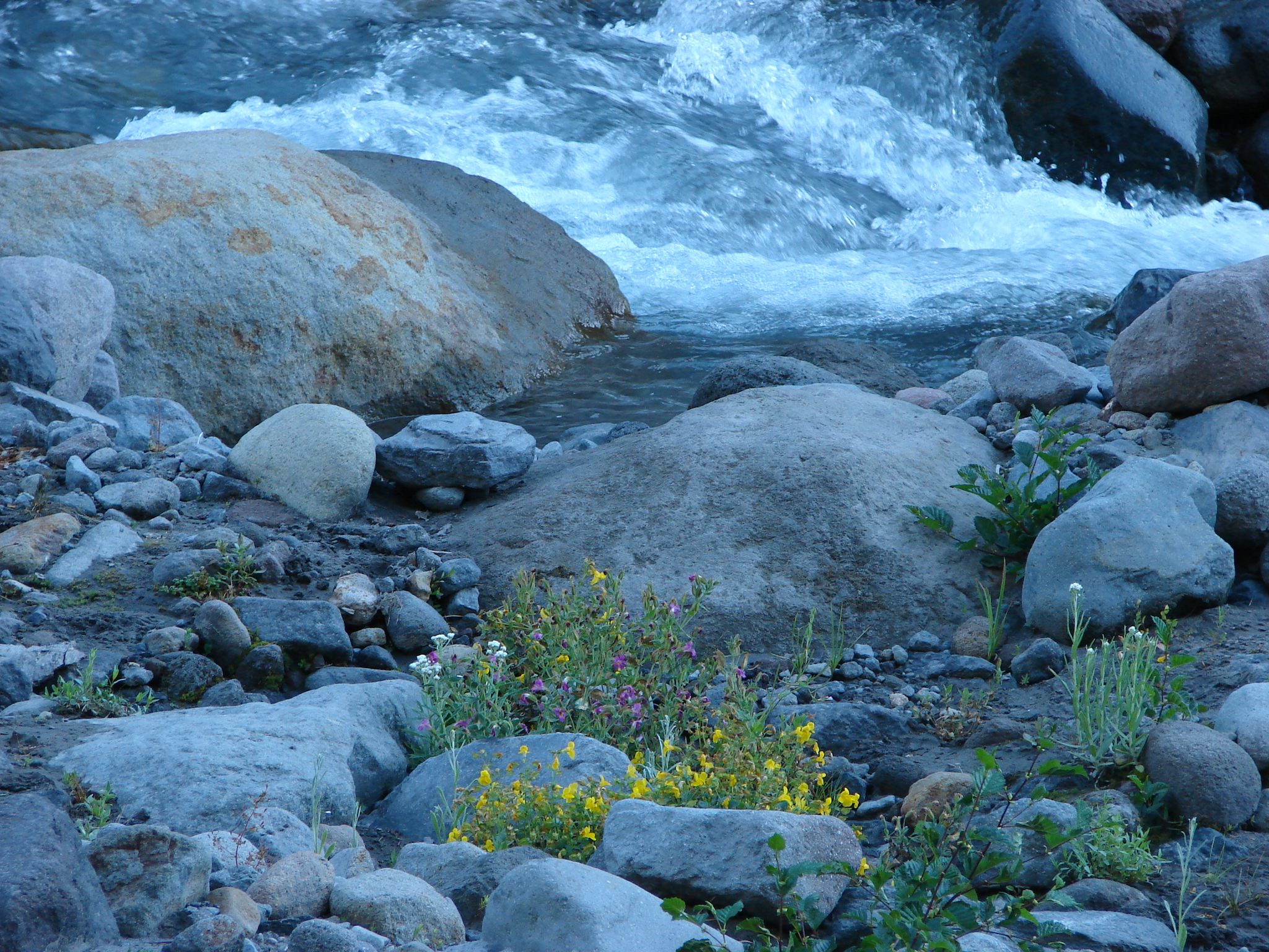 Rushing river flows over large rocks with small green and yellow plants. - Elk Meadows Trail #645