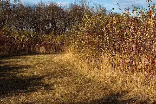 A sunny grassy path bordered by tall golden grasses and bare trees.
