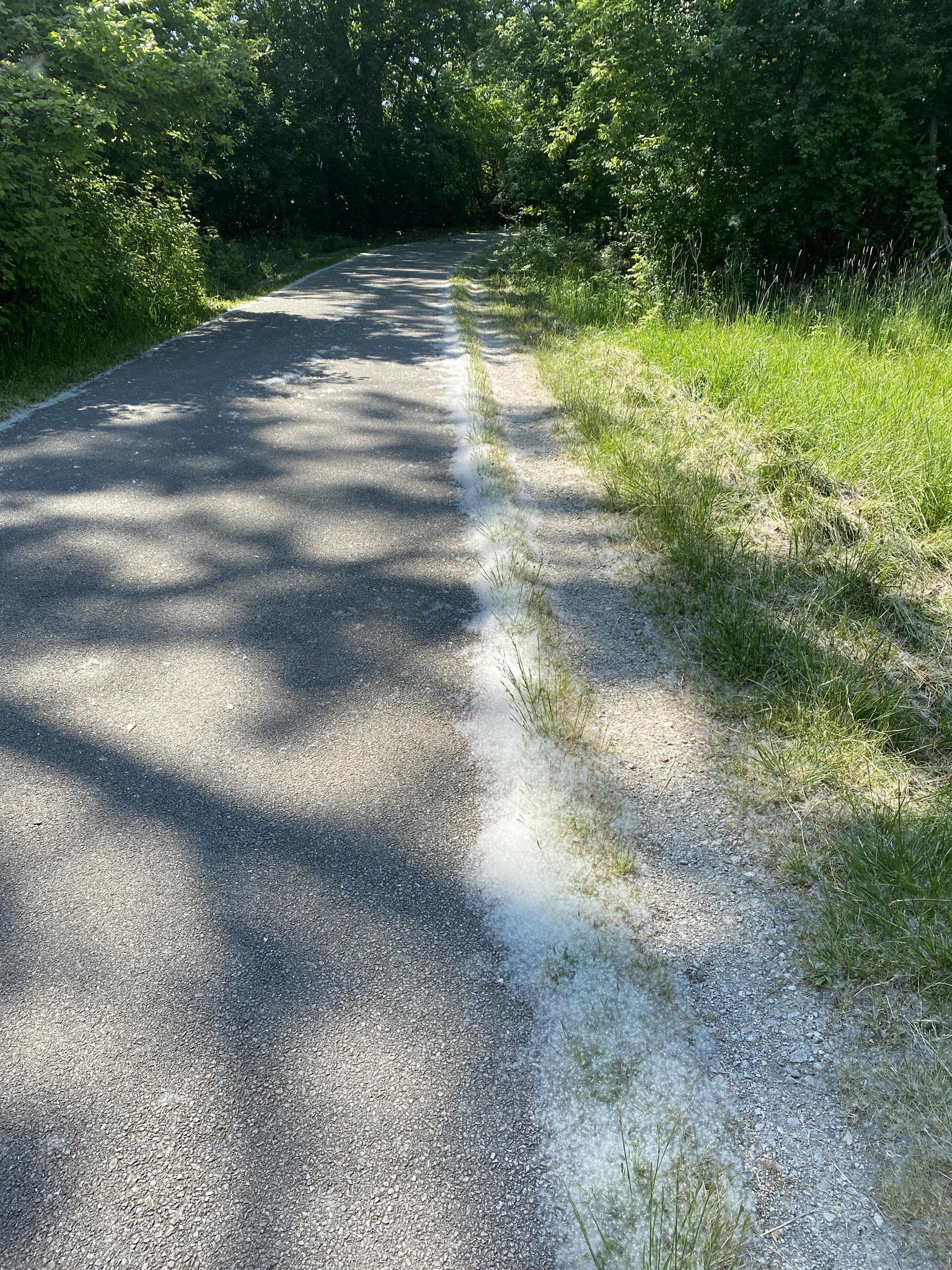 Paved path with white line, dappled sunlight, surrounded by grass and trees.