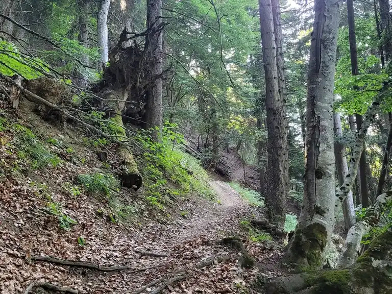 Sardonne par le Pré de la Pierre et la forêt de l'Essart | randonnée ...