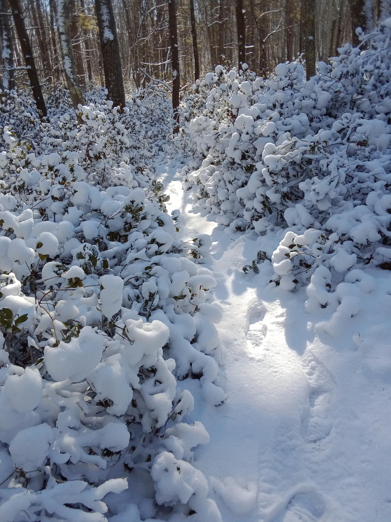 A snow-covered path winding through dense bushes with footprints in bright sunlight.