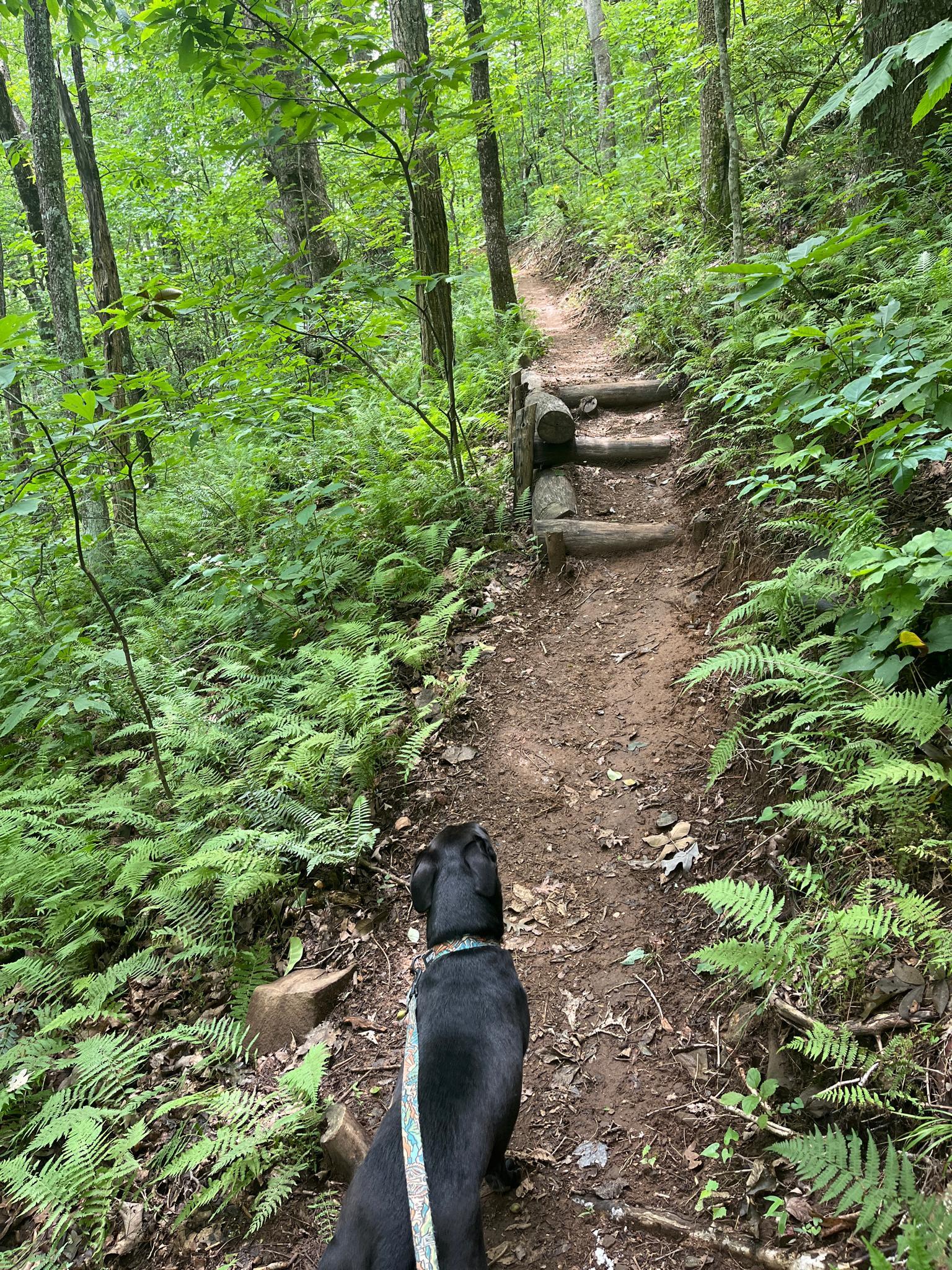 A black dog on a leash walks up a dirt trail with log steps.