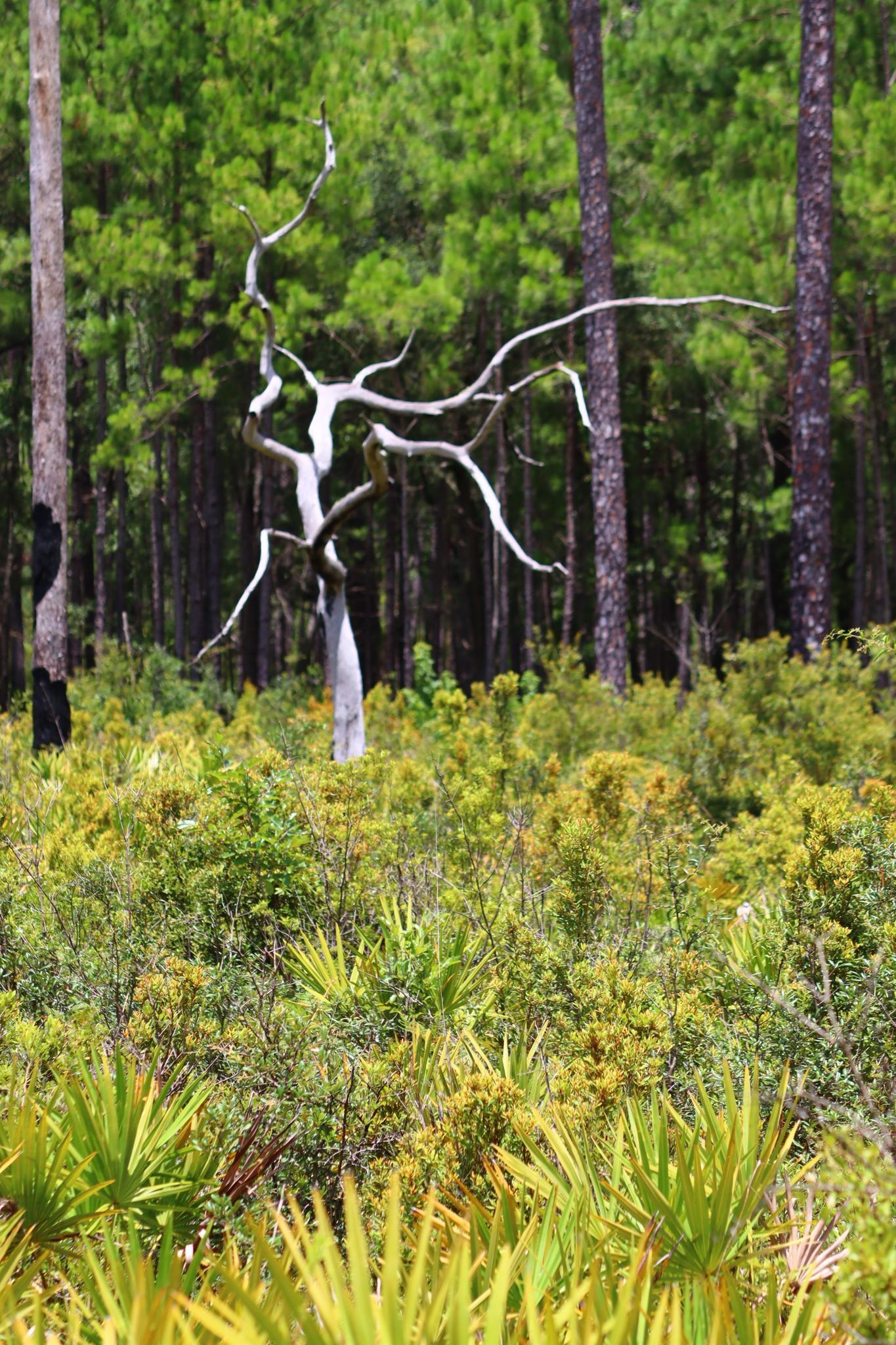 A gnarled, bare dead tree stands amidst vibrant green undergrowth in a forest.
