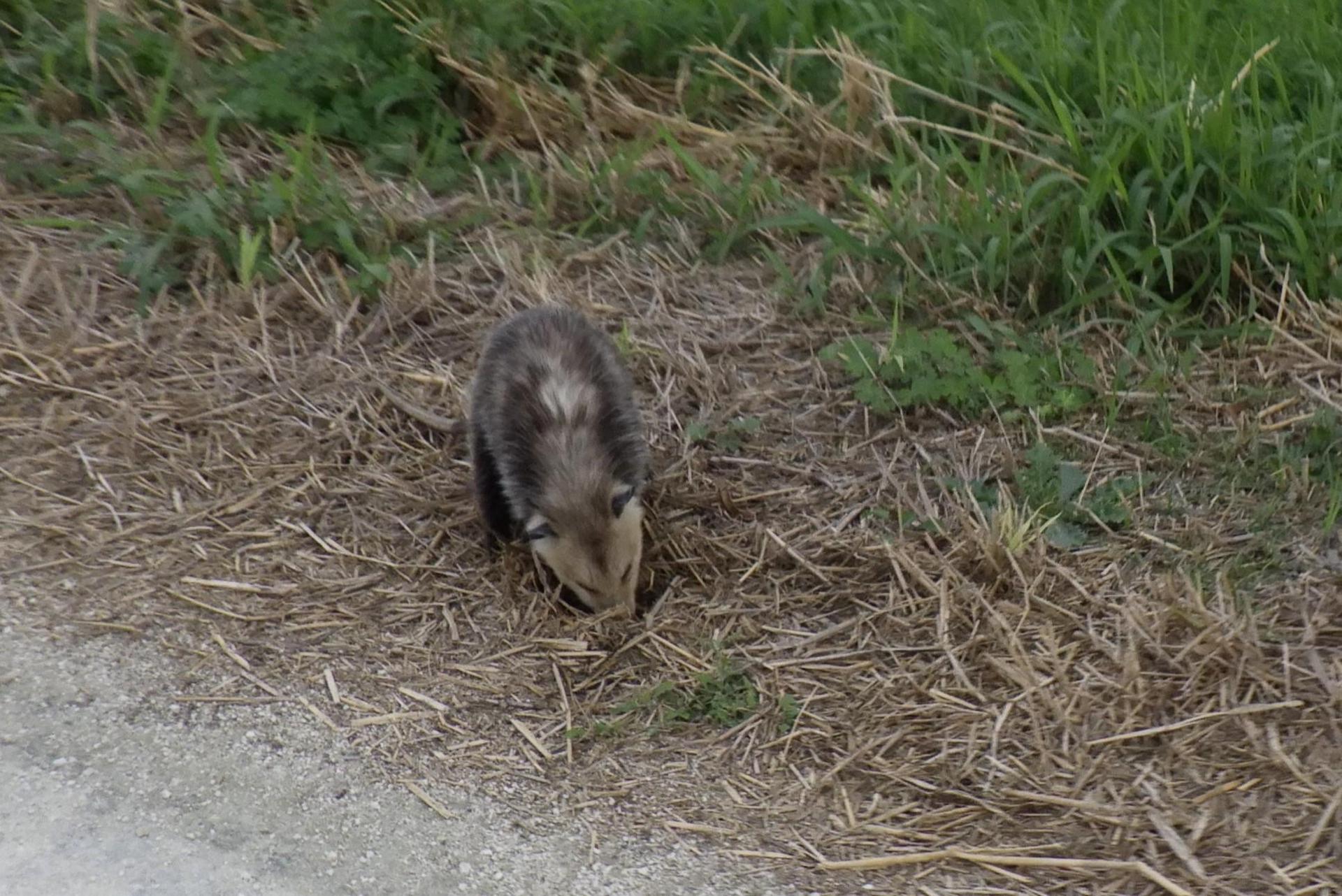 A small opossum forages on dry grass and dirt.