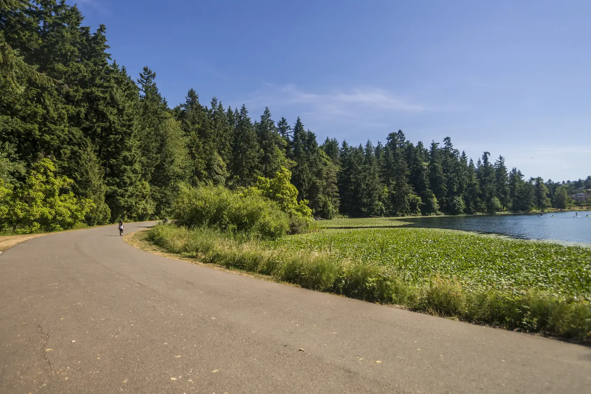 Paved road curves by a lake with lily pads and dense forest.