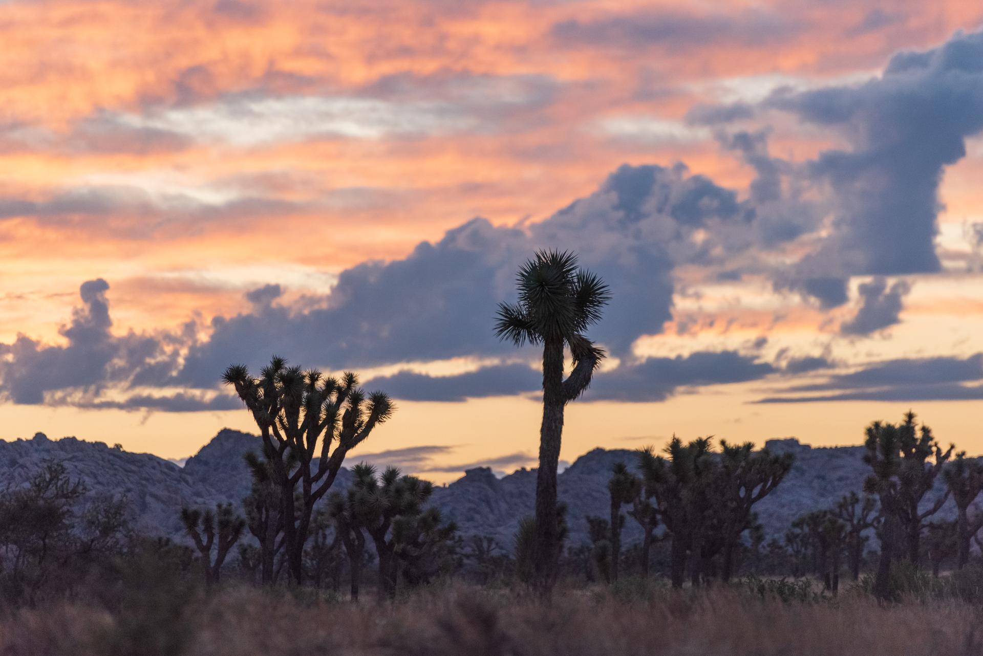 Silhouetted Joshua trees and mountains against a vibrant orange and purple sunset sky.