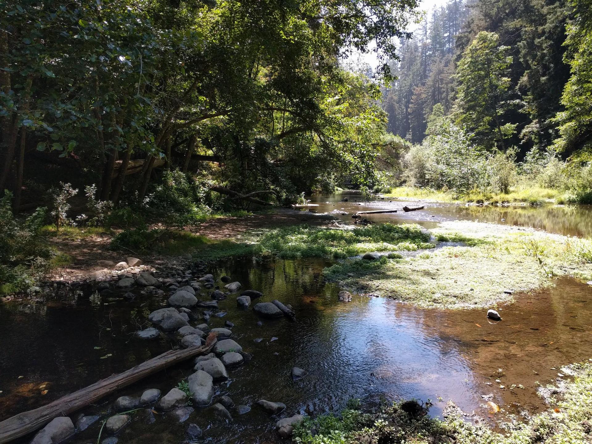 Sunny forest creek with rocks and fallen logs, surrounded by green trees.