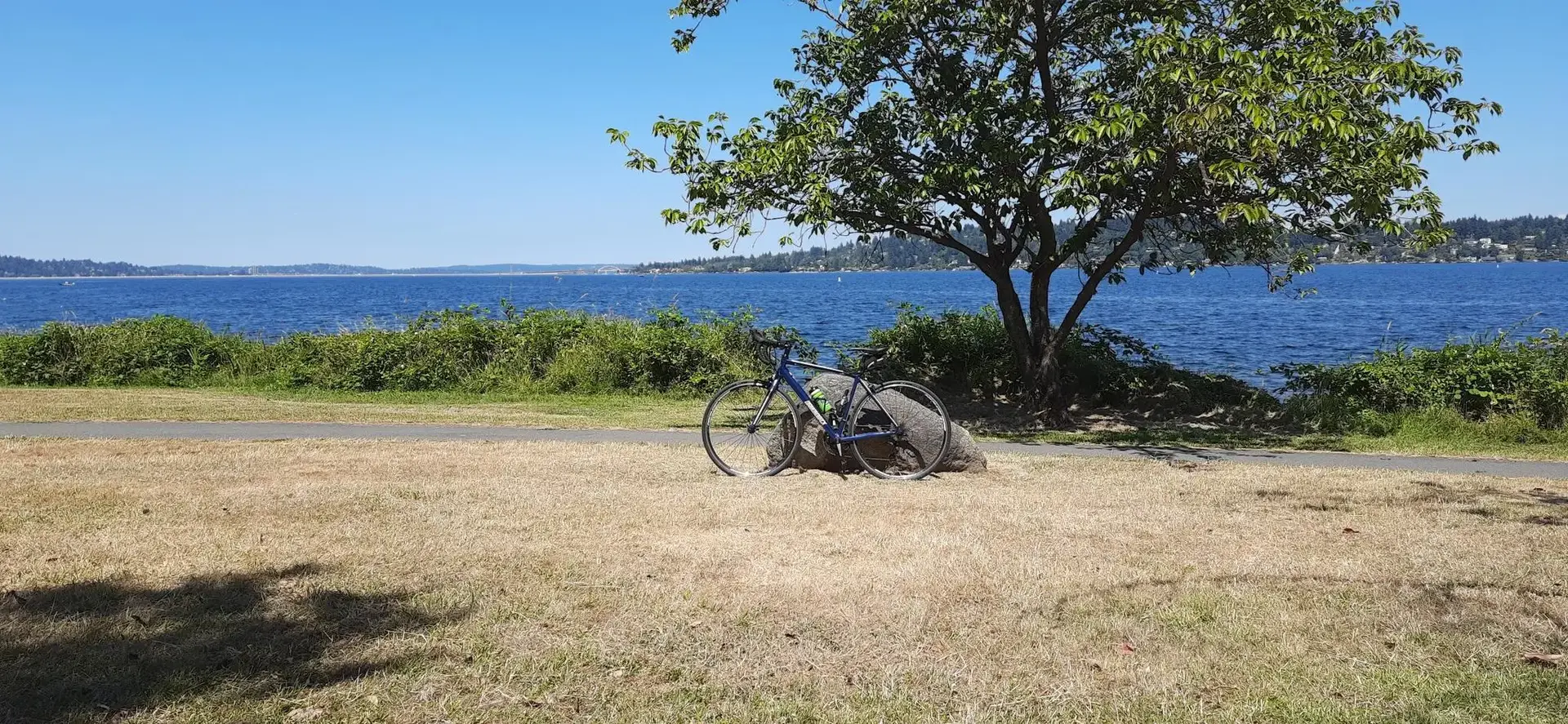 Bicycle under a tree on dry grass by a large lake on a sunny day.
