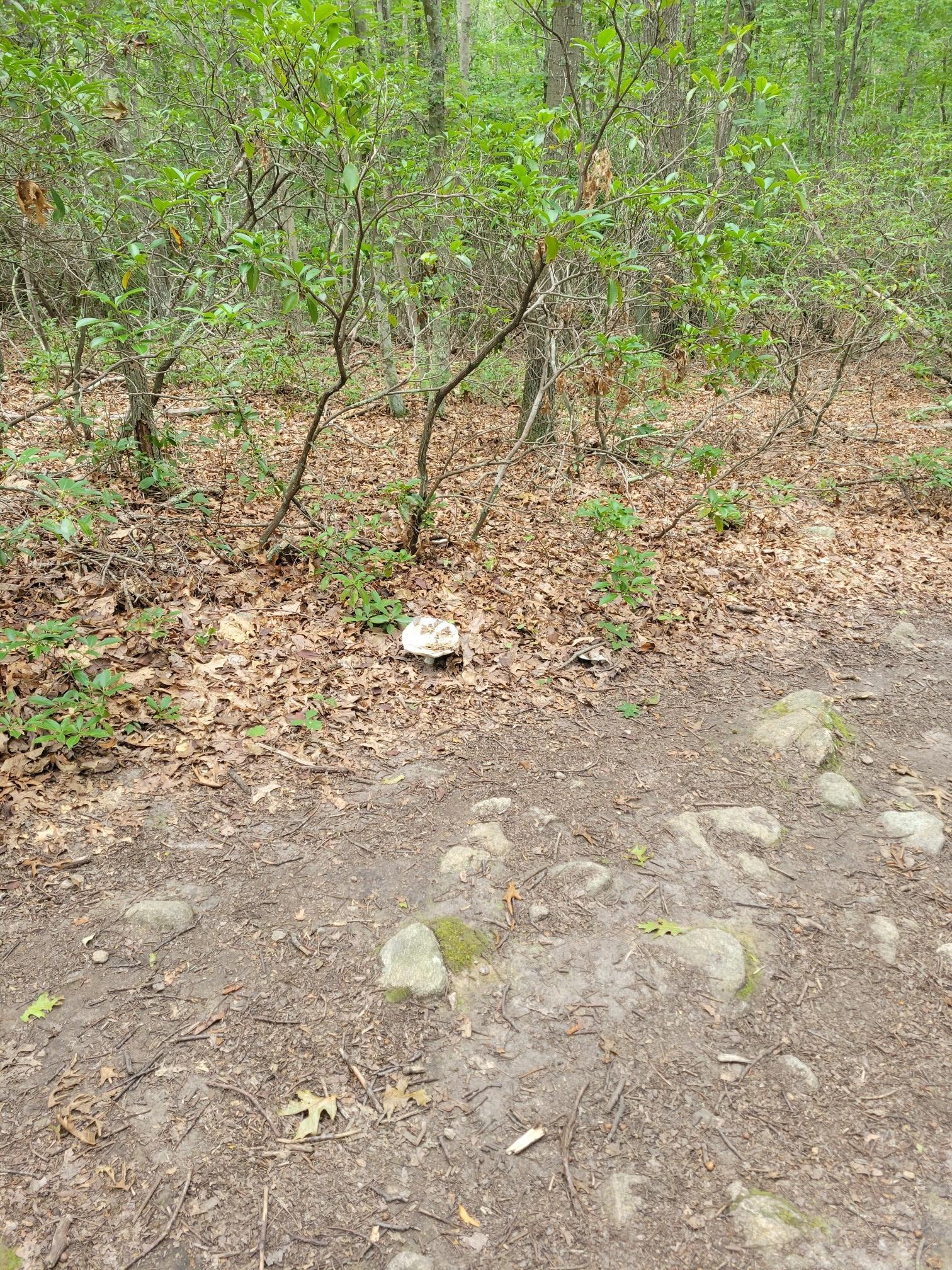 A dirt path with rocks and leaves leads into a dense green forest.