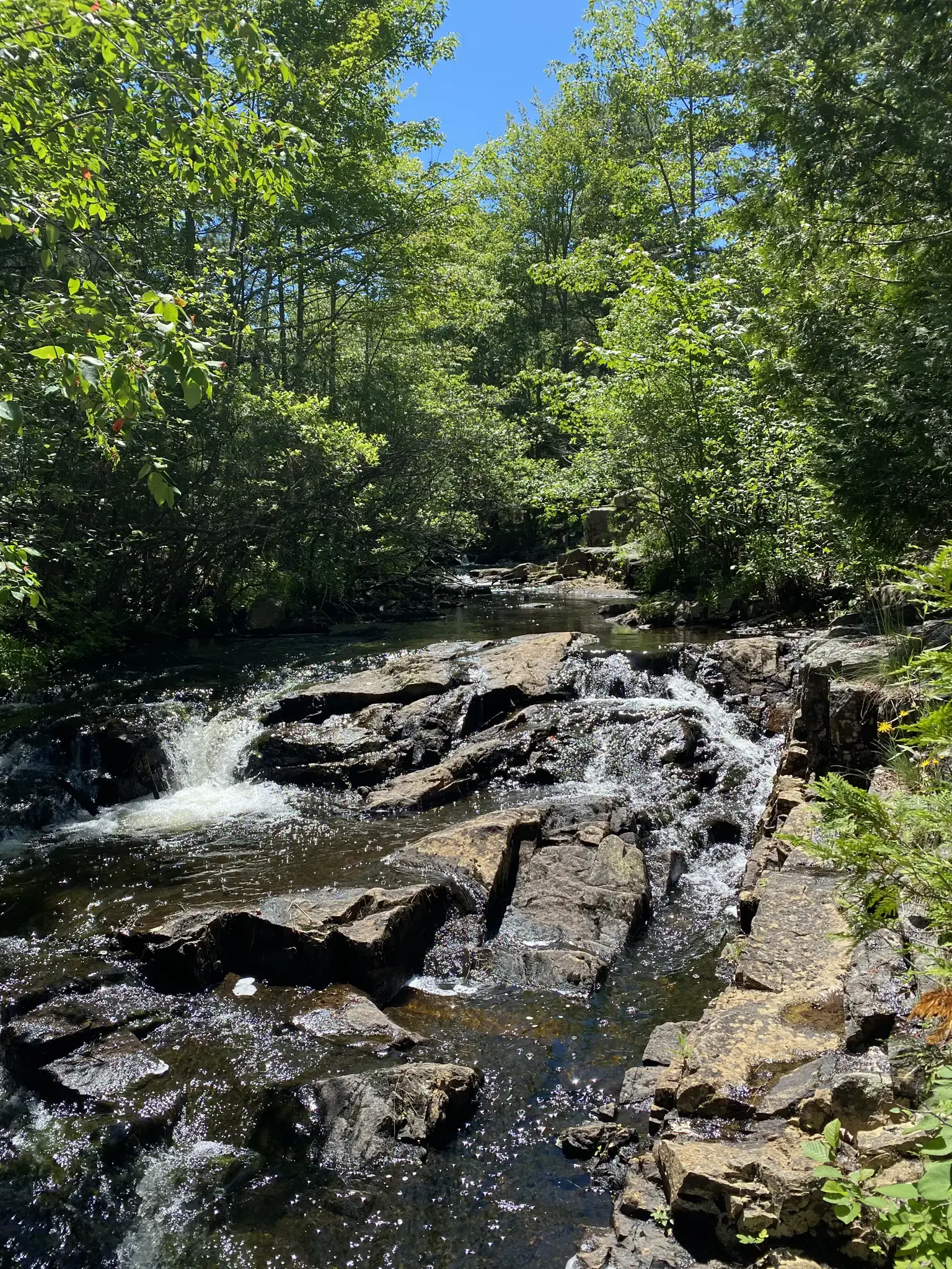 Cascading stream over dark rocks surrounded by lush green forest on a sunny day.