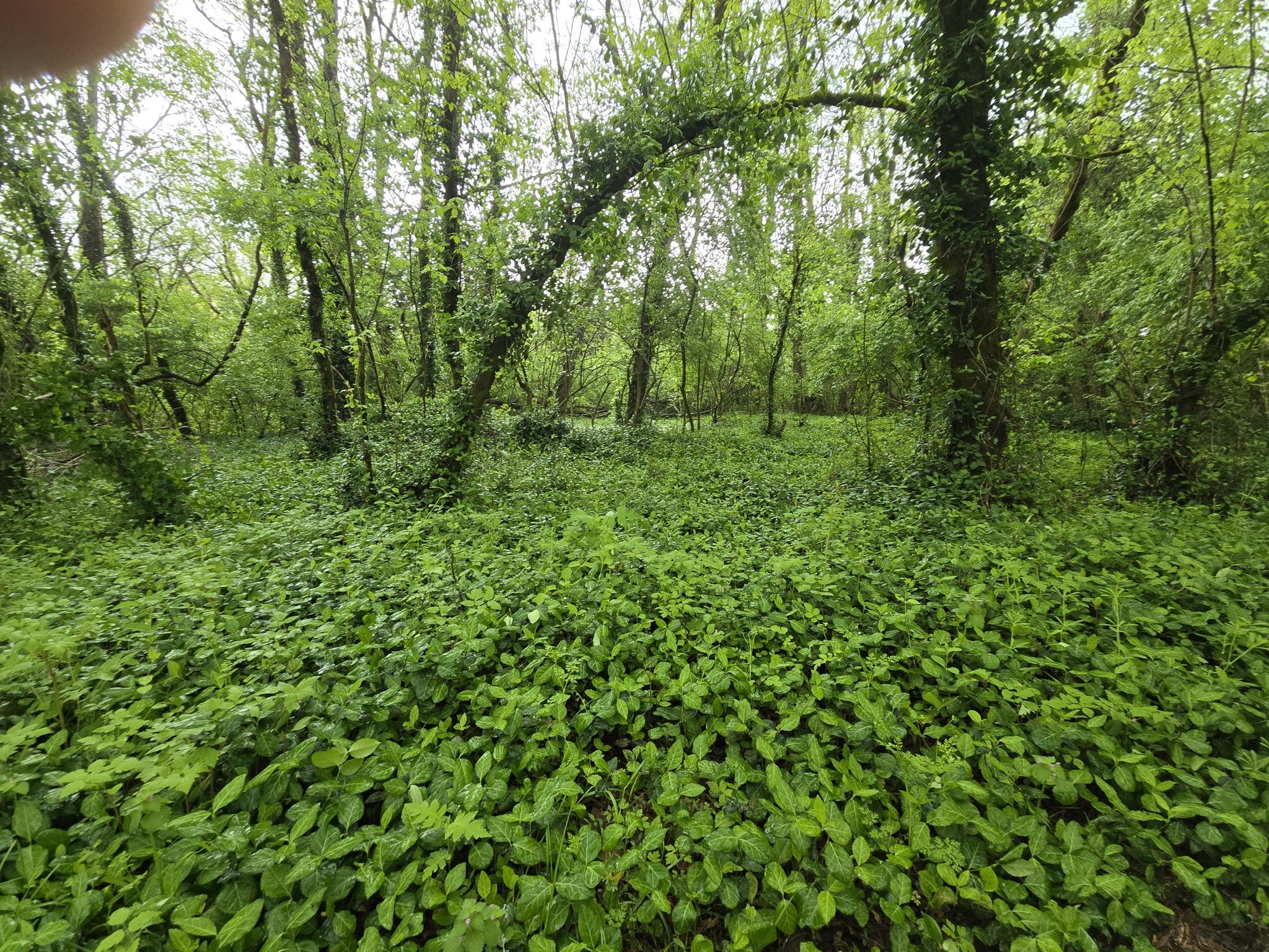 Dense green forest floor covered in lush undergrowth under soft light.